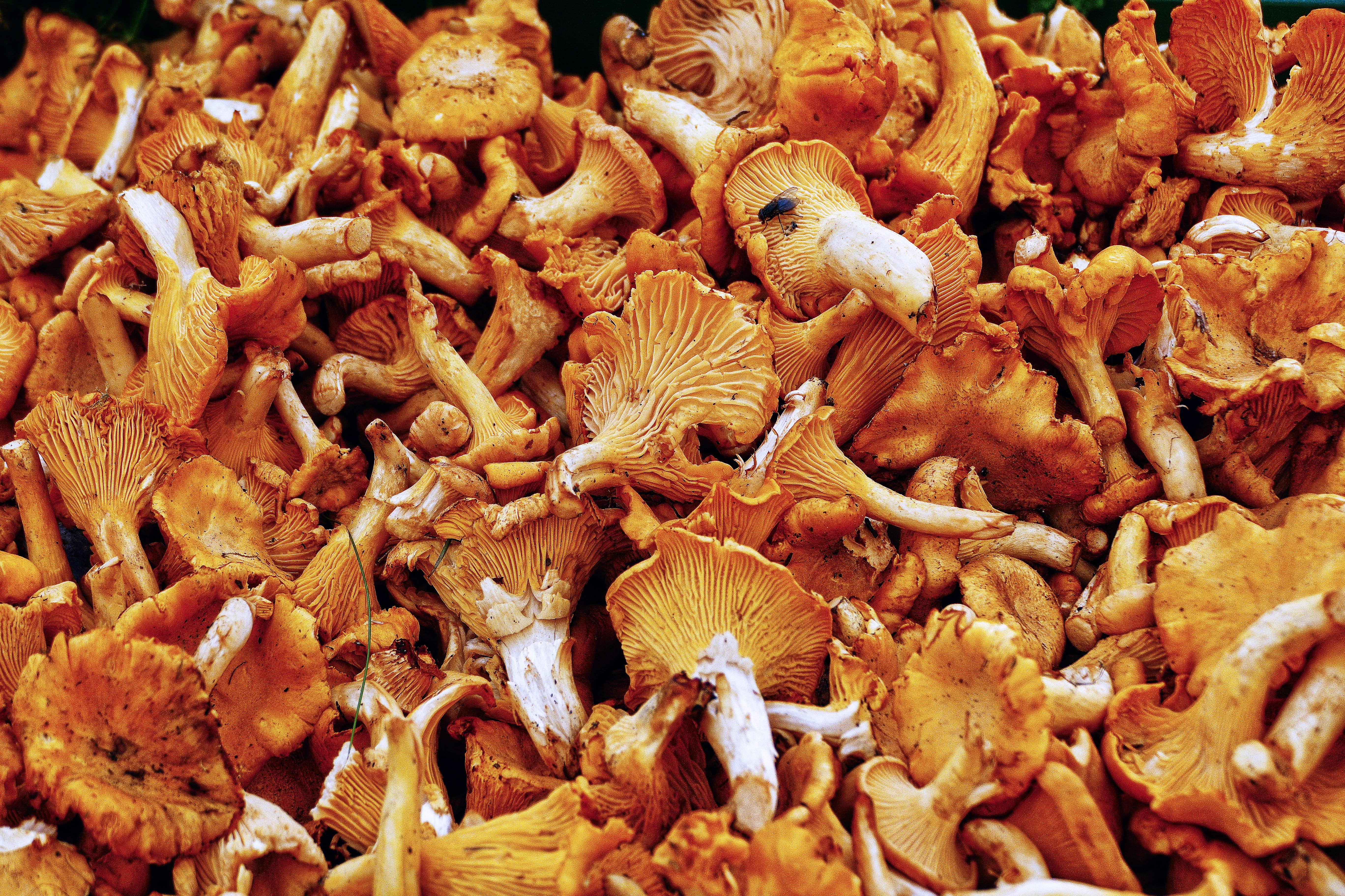 high angle view, healthy eating, chanterelle, wellbeing, close-up, rehling, eggs sponge, for sale, reherl, full frame, real chanterelles, still life, spice, HD Wallpaper