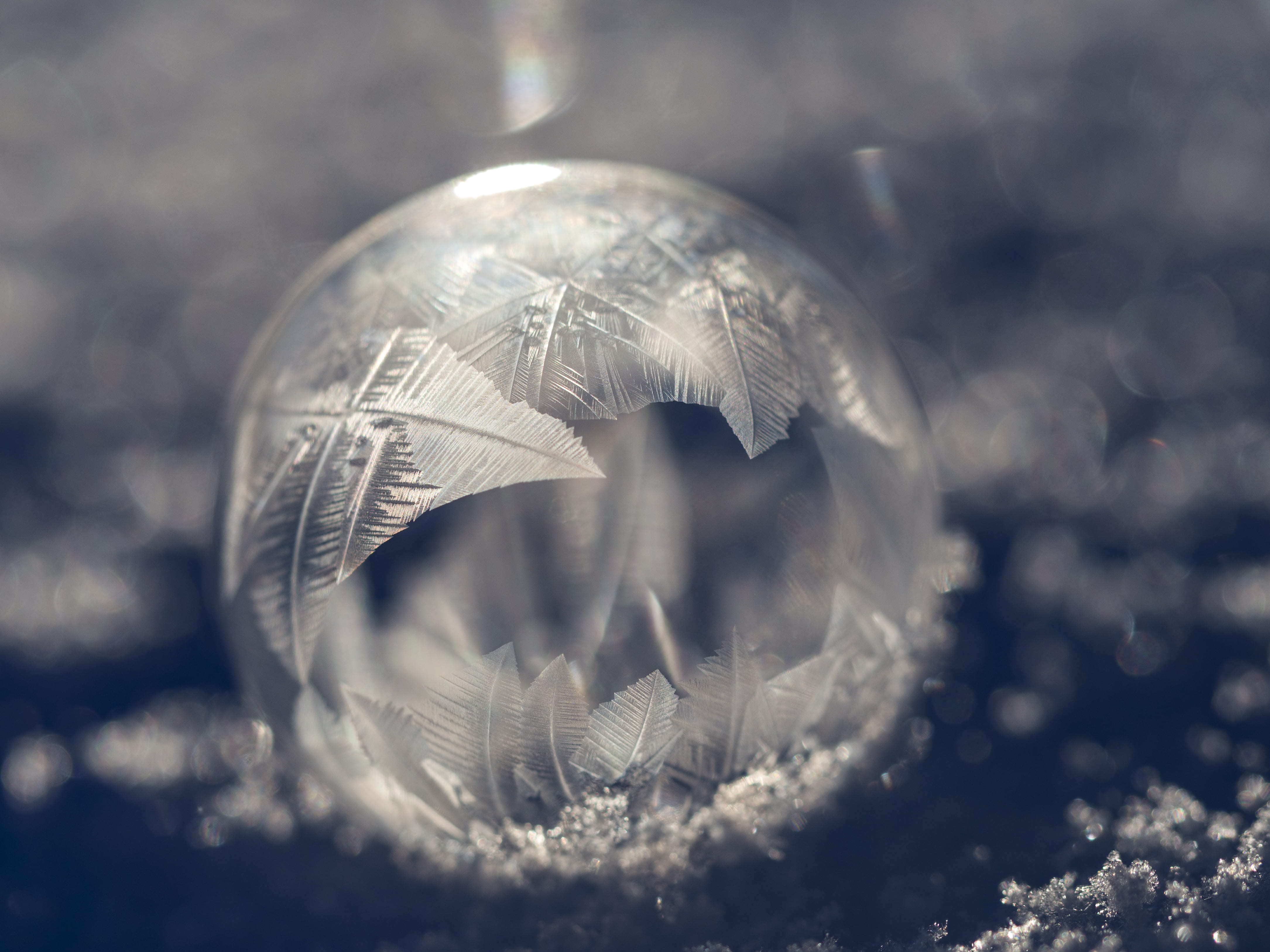 ice, animal wildlife, close-up, beauty in nature, snow, frost, cold, vulnerability, silver colored, round, no people, untitled, focus on foreground, animal themes, HD Wallpaper