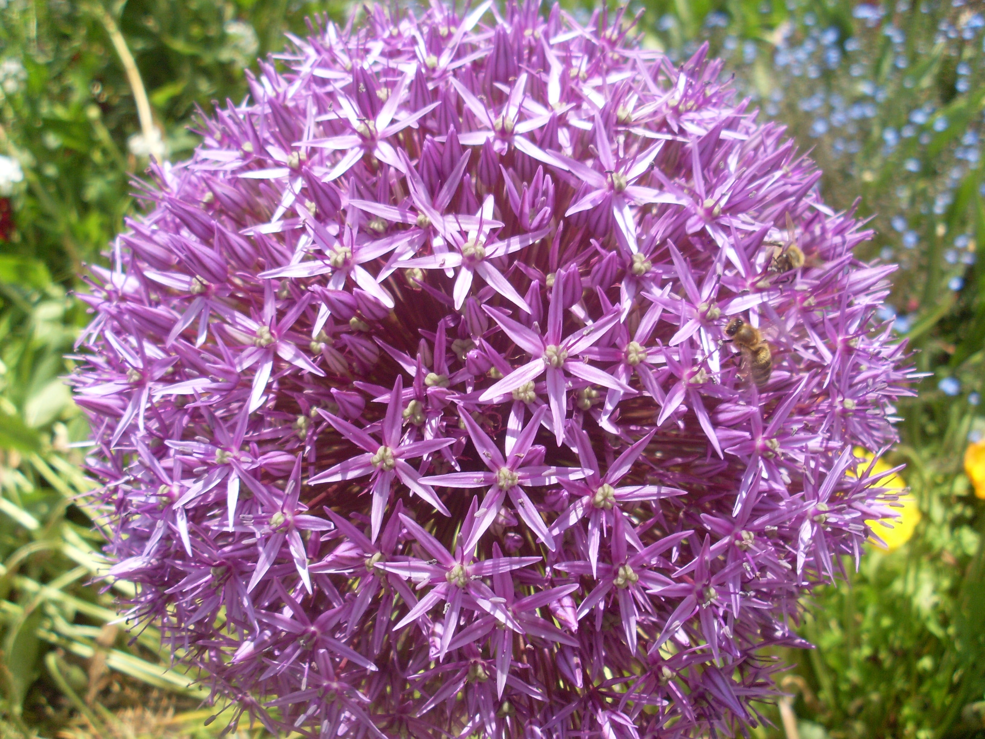 focus on foreground, fragility, close-up, flowering plant, 2K, allium, botany, purple, no people, flower head, nature, close up, growth, springtime, blossom, HD Wallpaper