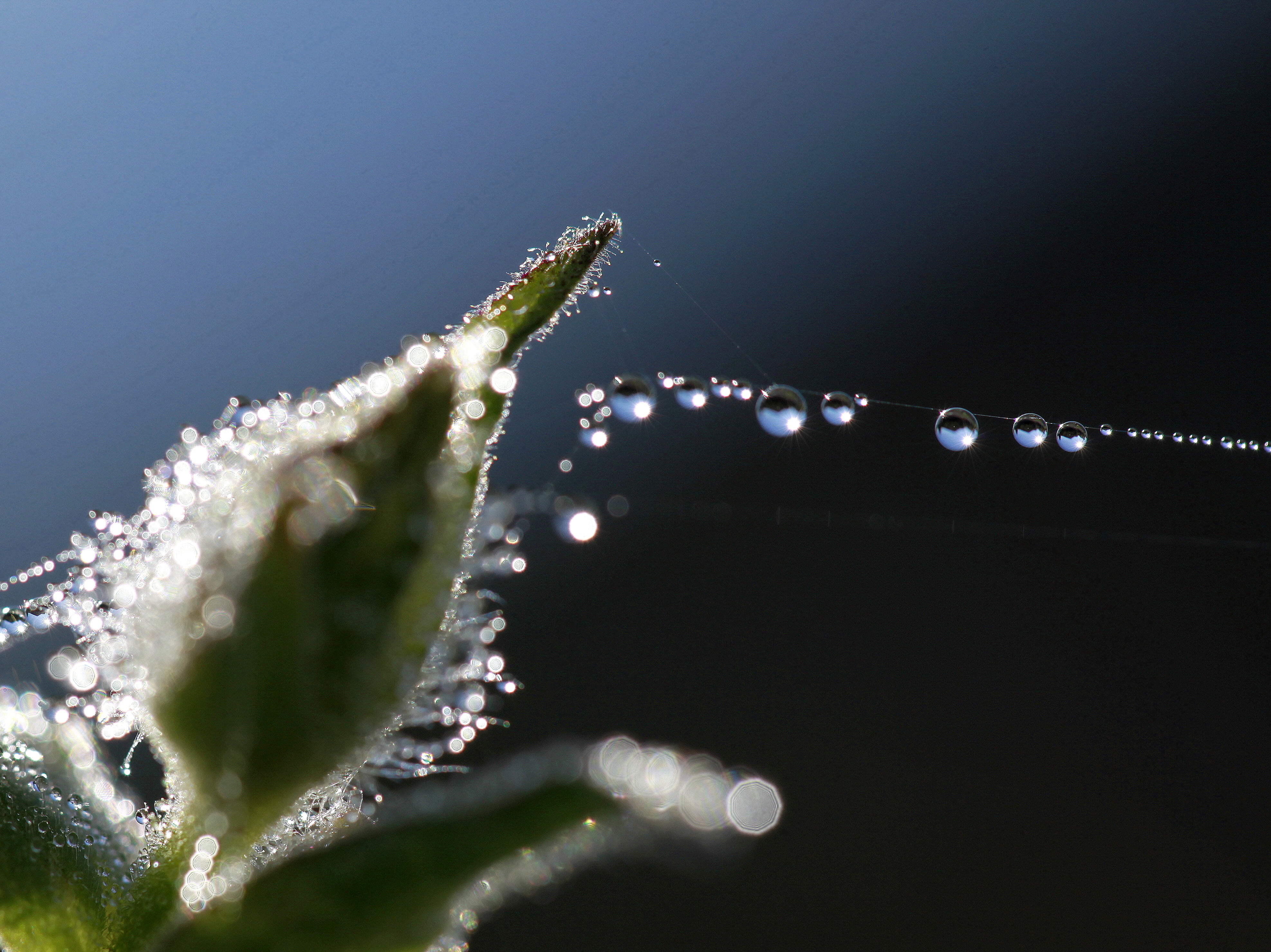 philistine, drop, afternoon, plant, liquid, web, green Color, photo, jewel, early morning, macro, yesterday, round, globule, distortion, leaf, closeup, HD Wallpaper