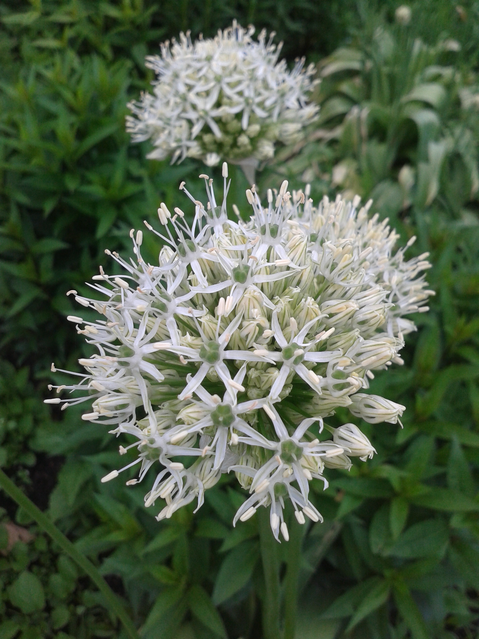 plant, early summer, spiky, focus on foreground, green color, flower head, close-up, outdoors, inflorescence, growth, flower bed, petal, flower, globule, Phone HD Wallpaper