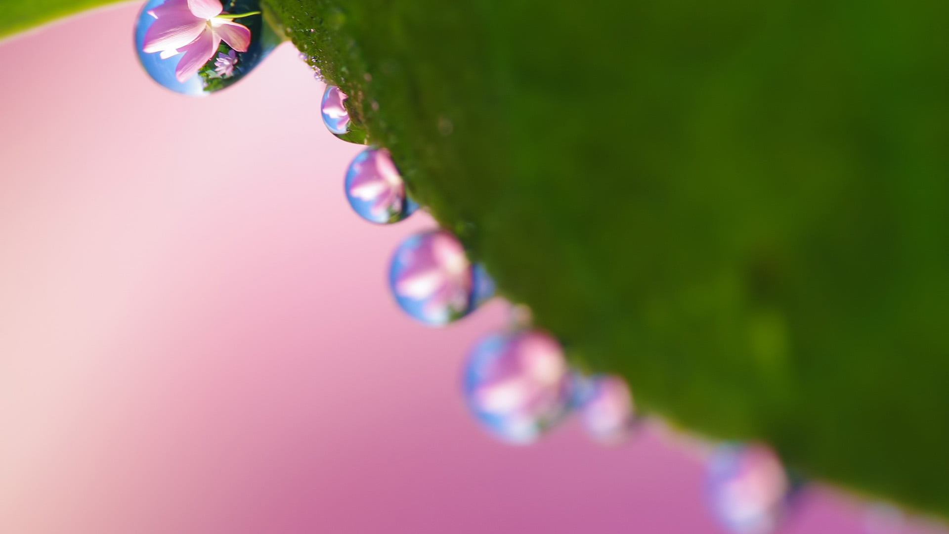 closeup, raindrop, blade, flower, rain, fresh, human body part, wet, fragility, liquid, lawn, garden, bright, bubble, food and drink, nature, purple, reflection, HD Wallpaper