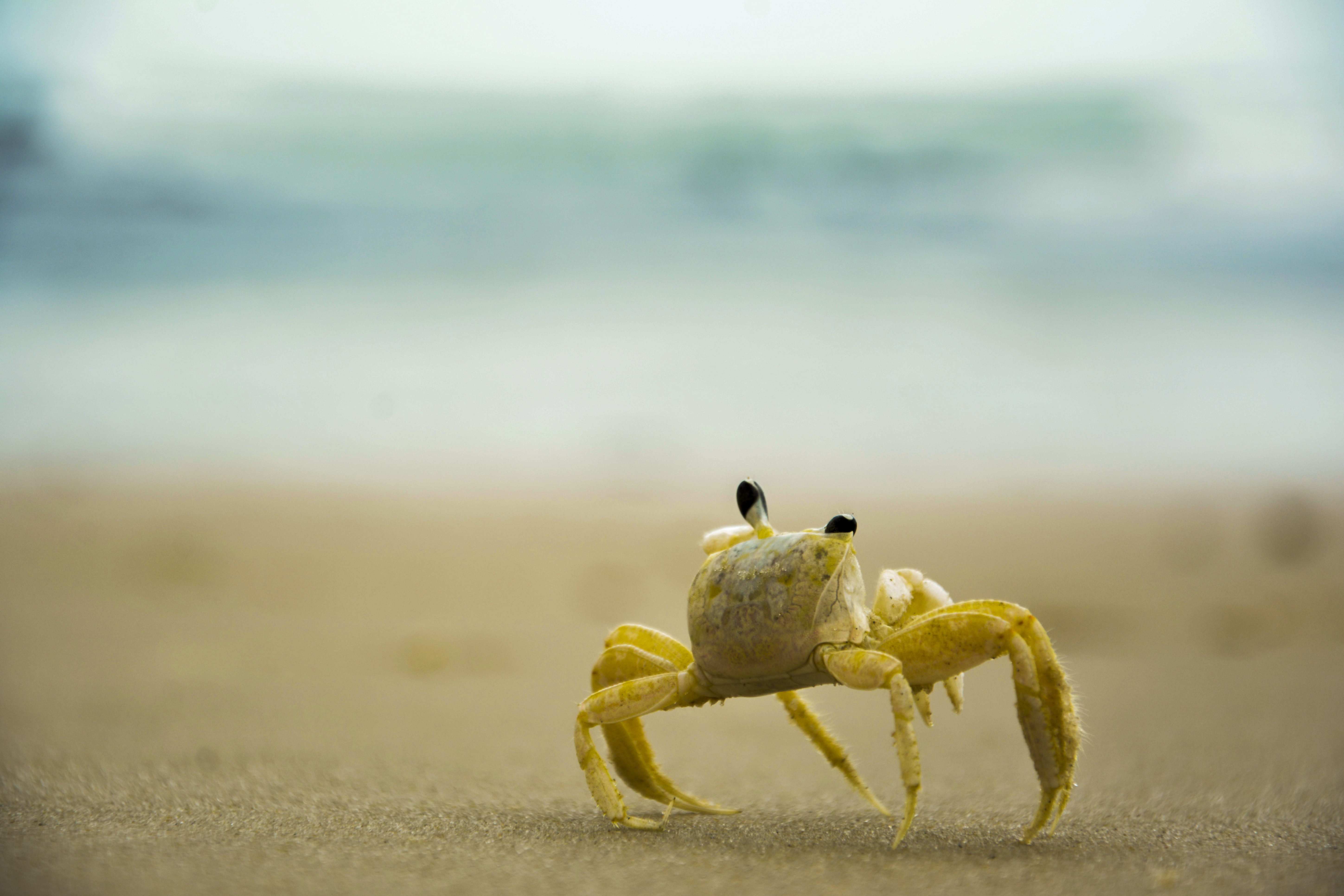 vertebrate, full length, yellow, focus on foreground, one animal, nature, animal wildlife, marine, outdoors, no people, zoology, animal, beach, sand, crab, HD Wallpaper