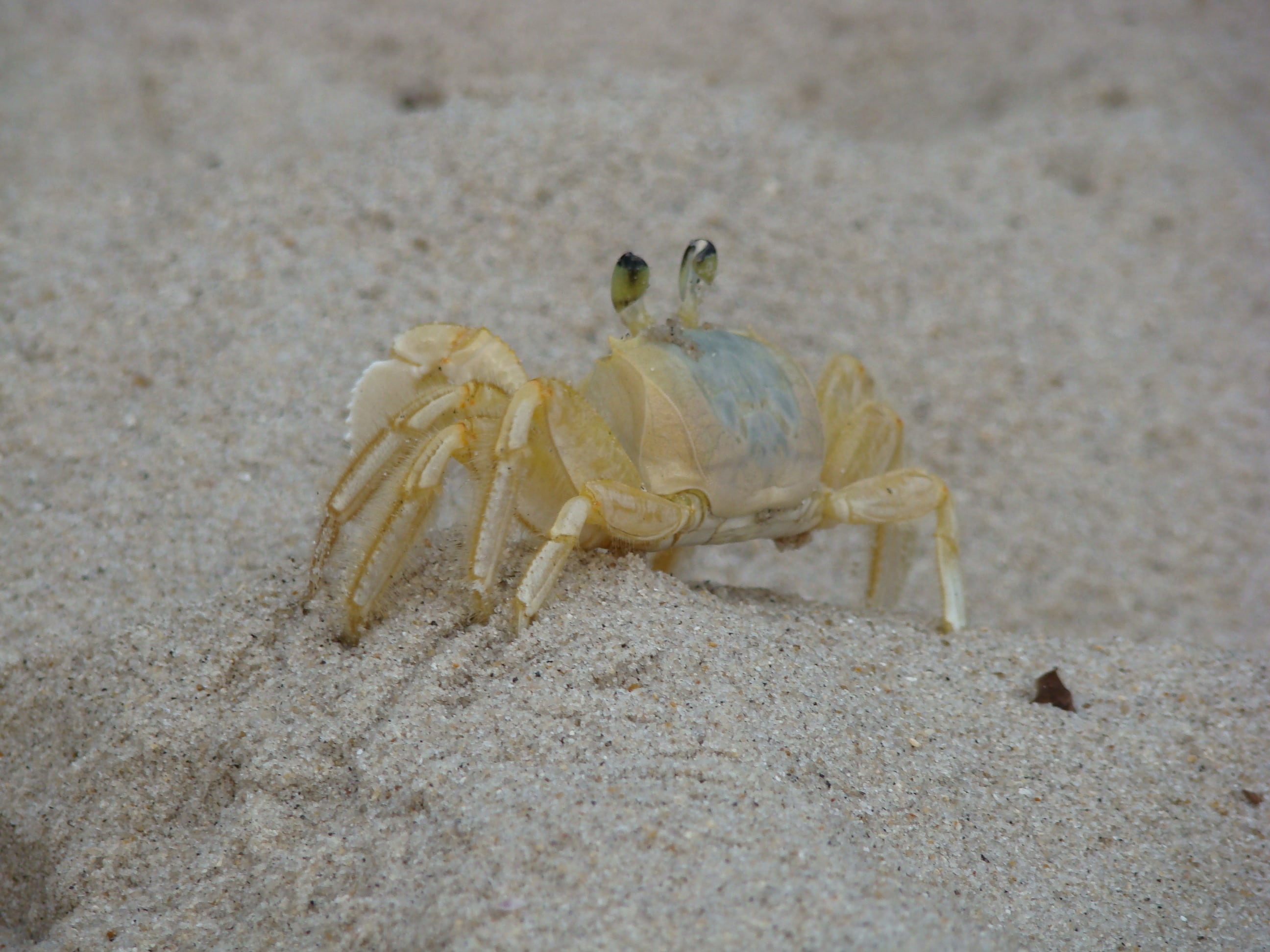 animals in the wild, crab, siri, zoology, sea, animal, outdoors, beach, sea life, no people, close-up, animal themes, marine, animal wildlife, invertebrate, HD Wallpaper
