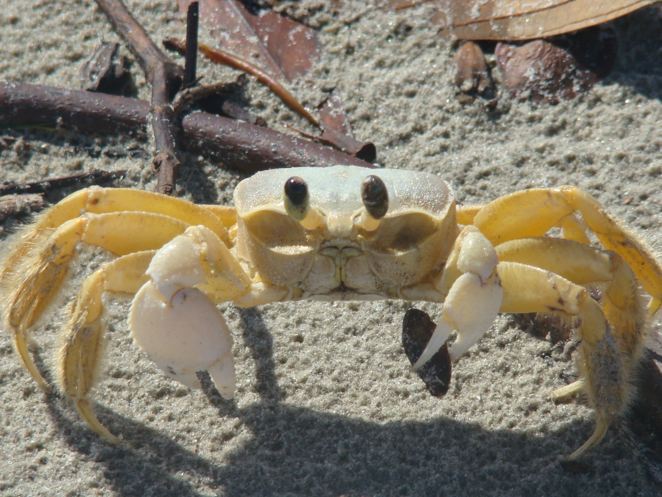 beach, crustacean, sea, zoology, animal leg, nature, land, animal, crab, close-up, day, 2K, marine, sand, animals in the wild, one animal, siri, no people, HD Wallpaper