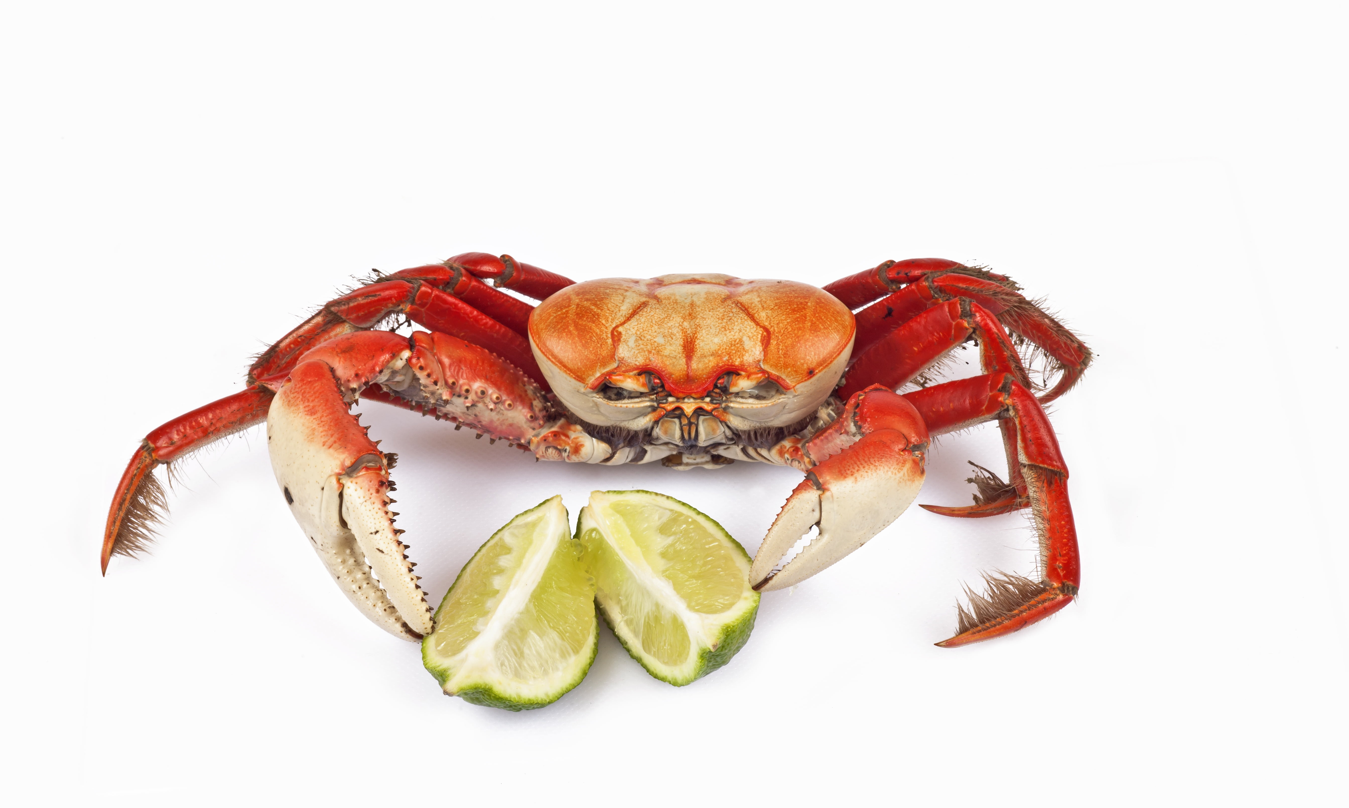 indoors, lime, food and drink, studio shot, crab, animal themes, sliced, animal body part, 5K, sea life, close-up, cut out, marine, animal, red, freshness, HD Wallpaper