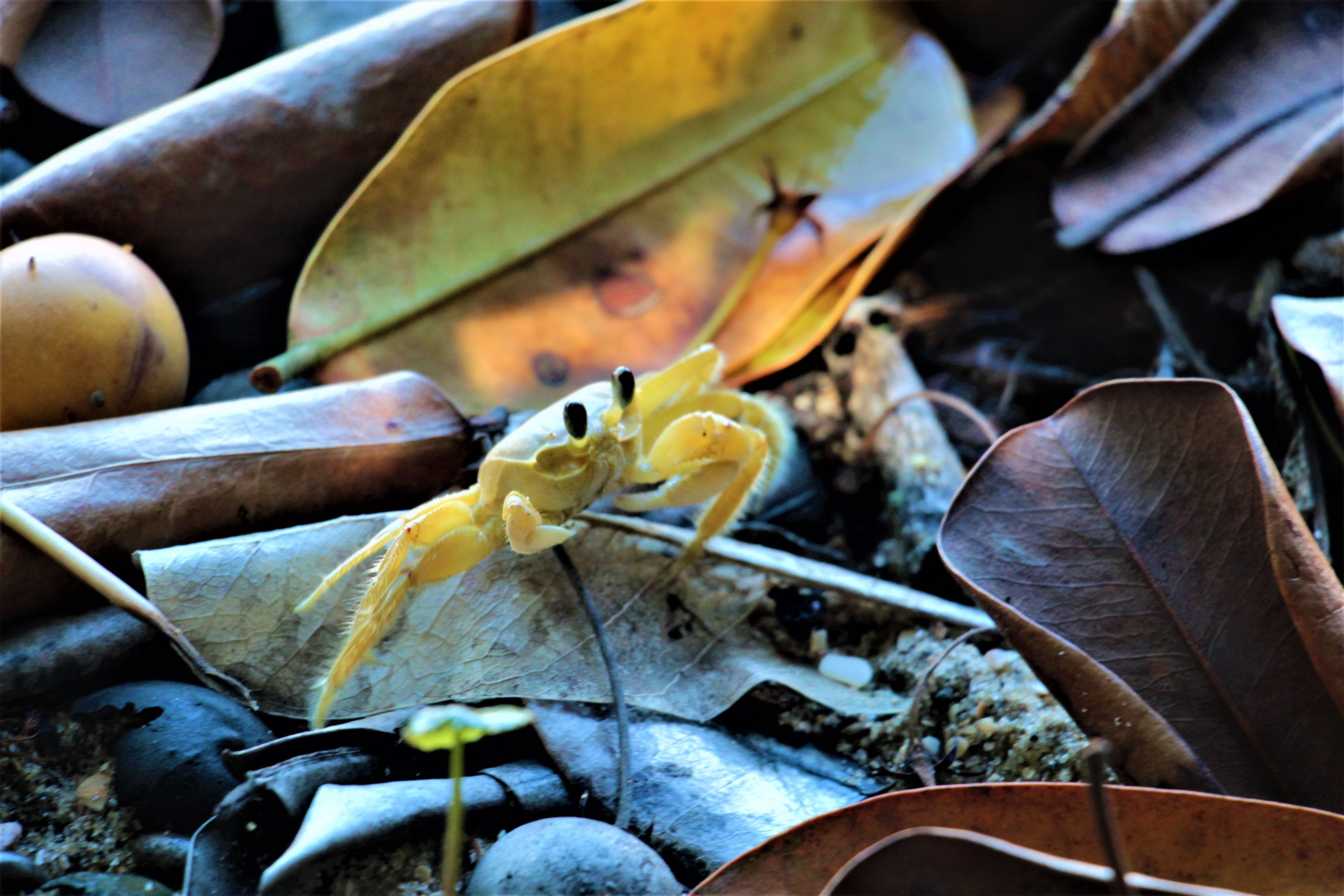 beauty in nature, flora, no people, siri, fragility, food and drink, animals, forest, mushroom, crab, vegetable, beauty, leaves, garden, plant part, ground, HD Wallpaper