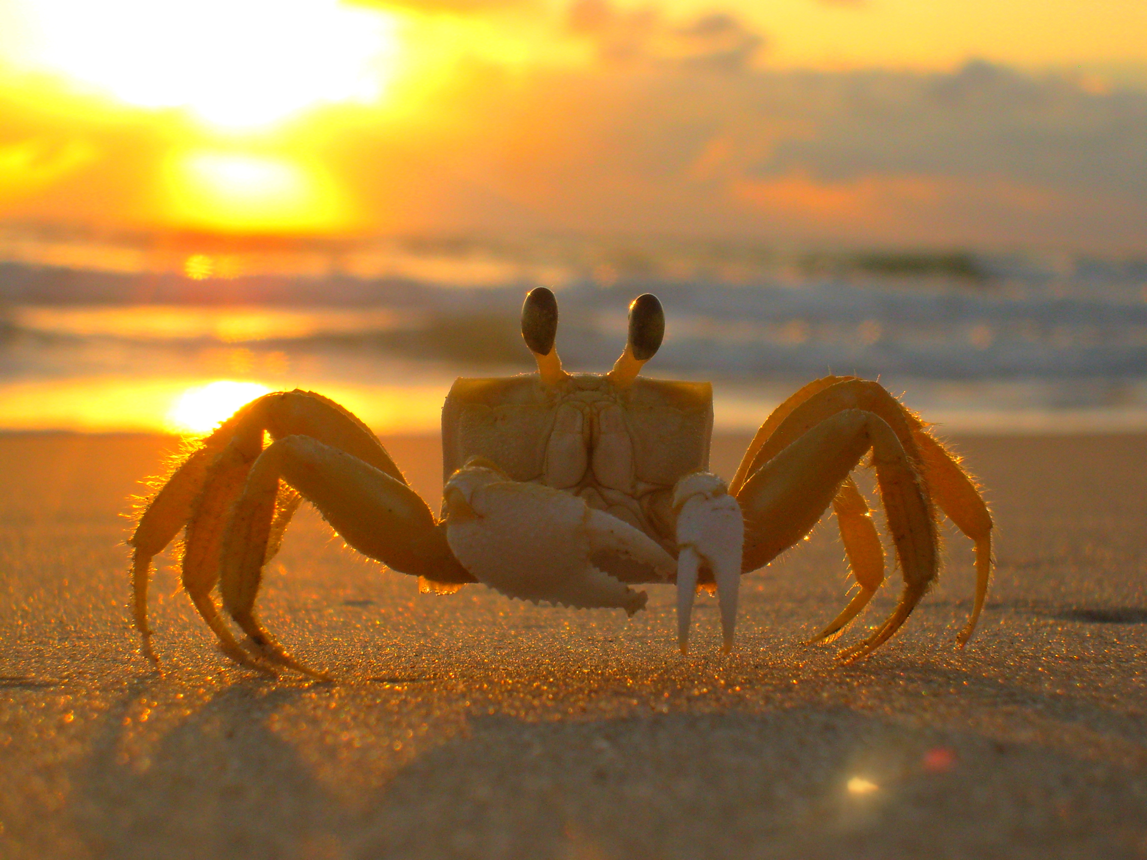 beach, summer, outdoors, crab, sea life, marine, mar, no people, beige, close-up, sand, sky, siri, animal wildlife, sea, sol, animal themes, animal, beauty in nature, HD Wallpaper