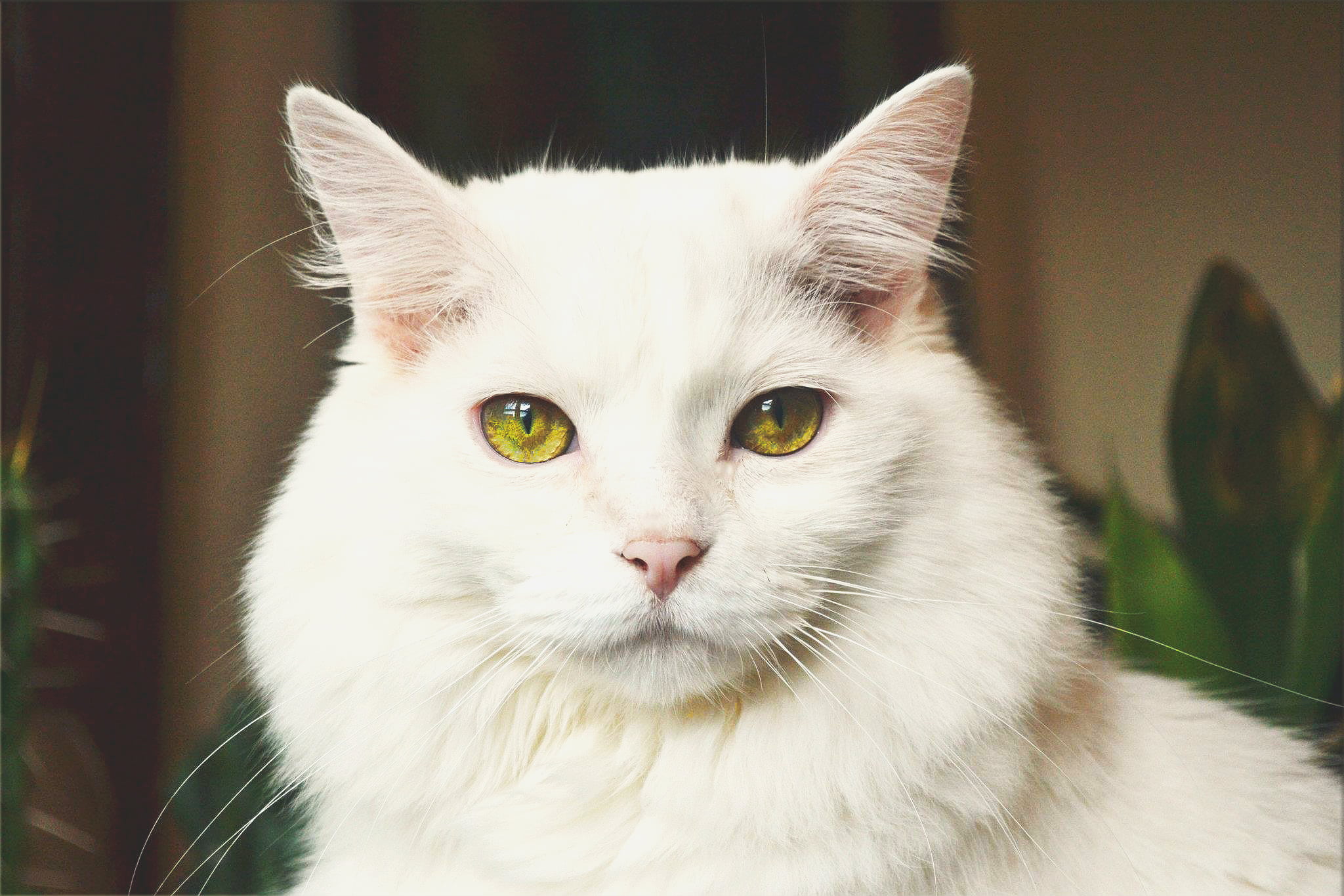 tabby, whisker, white color, staring, white, hair, domestic, one animal, animal body part, animal, close-up, white cat, animal eye, eyes, feline, looking at camera, HD Wallpaper