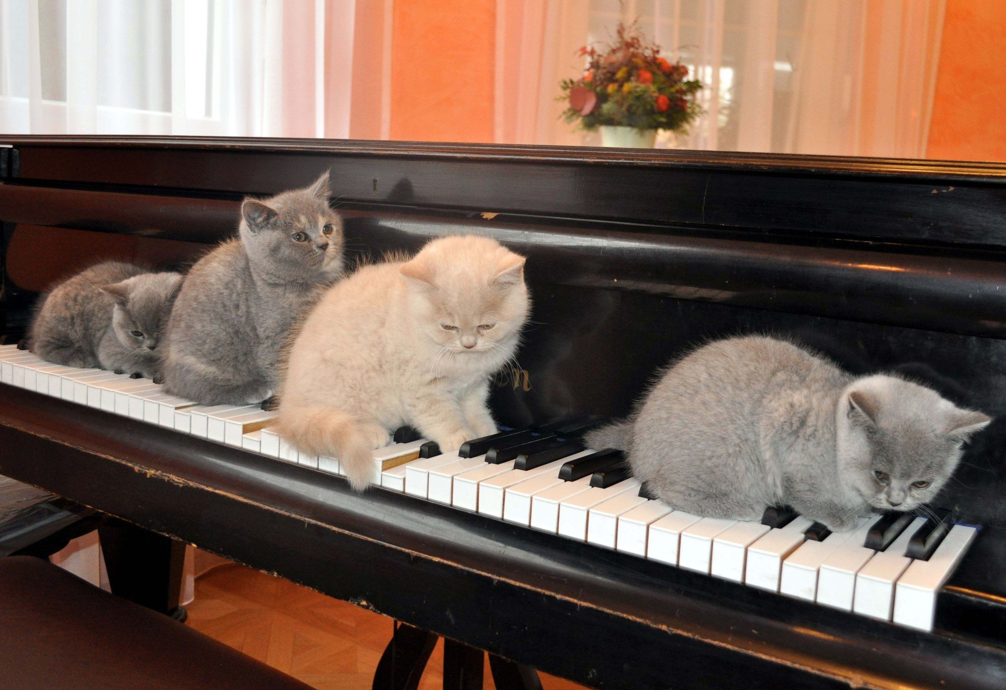 music, three, 2K, domestic, pets, domestic Cat, piano, orange Tabby, musical equipment, orange, vertebrate, one, whisker, cat, animal themes, kitten, musical instrument, HD Wallpaper