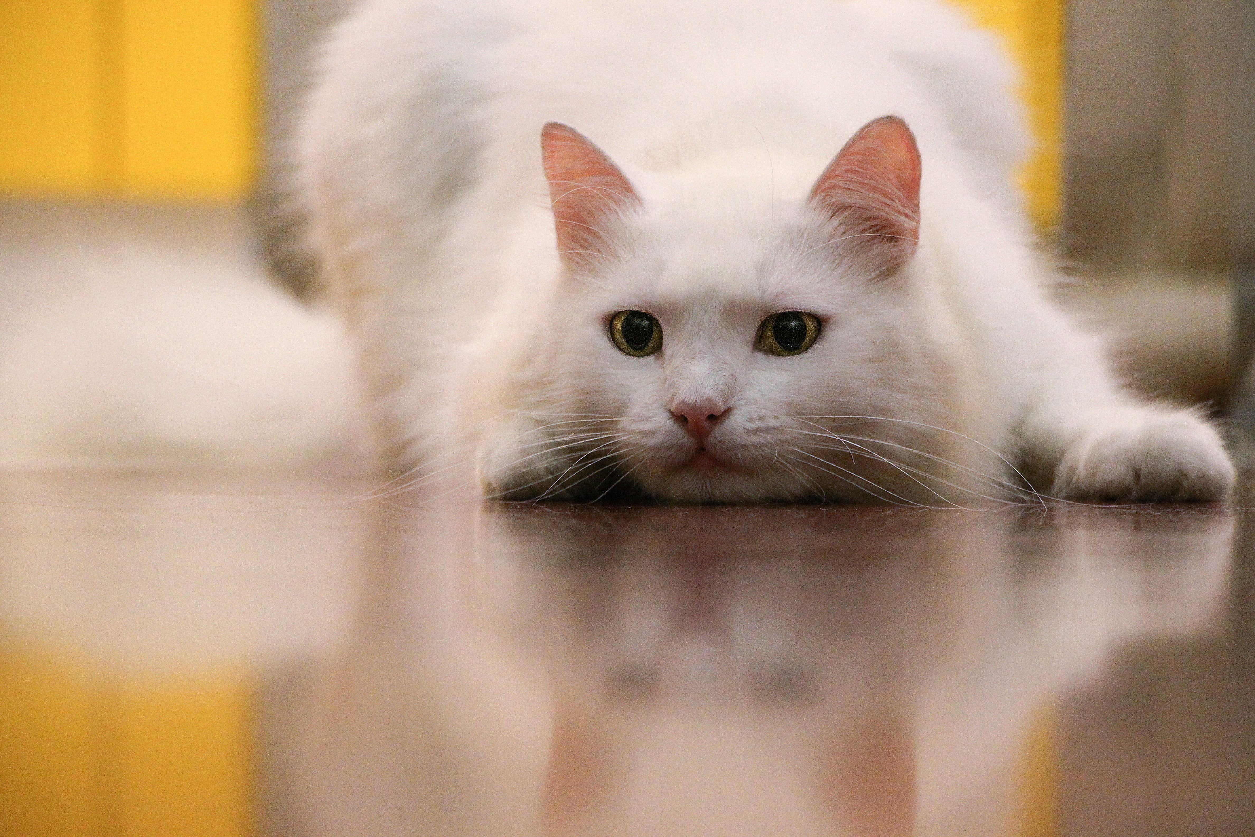 looking at camera, pets, selective focus, animal, reflection, portrait, no people, kitten, indoors, feline, white, young Animal, white color, one animal, HD Wallpaper