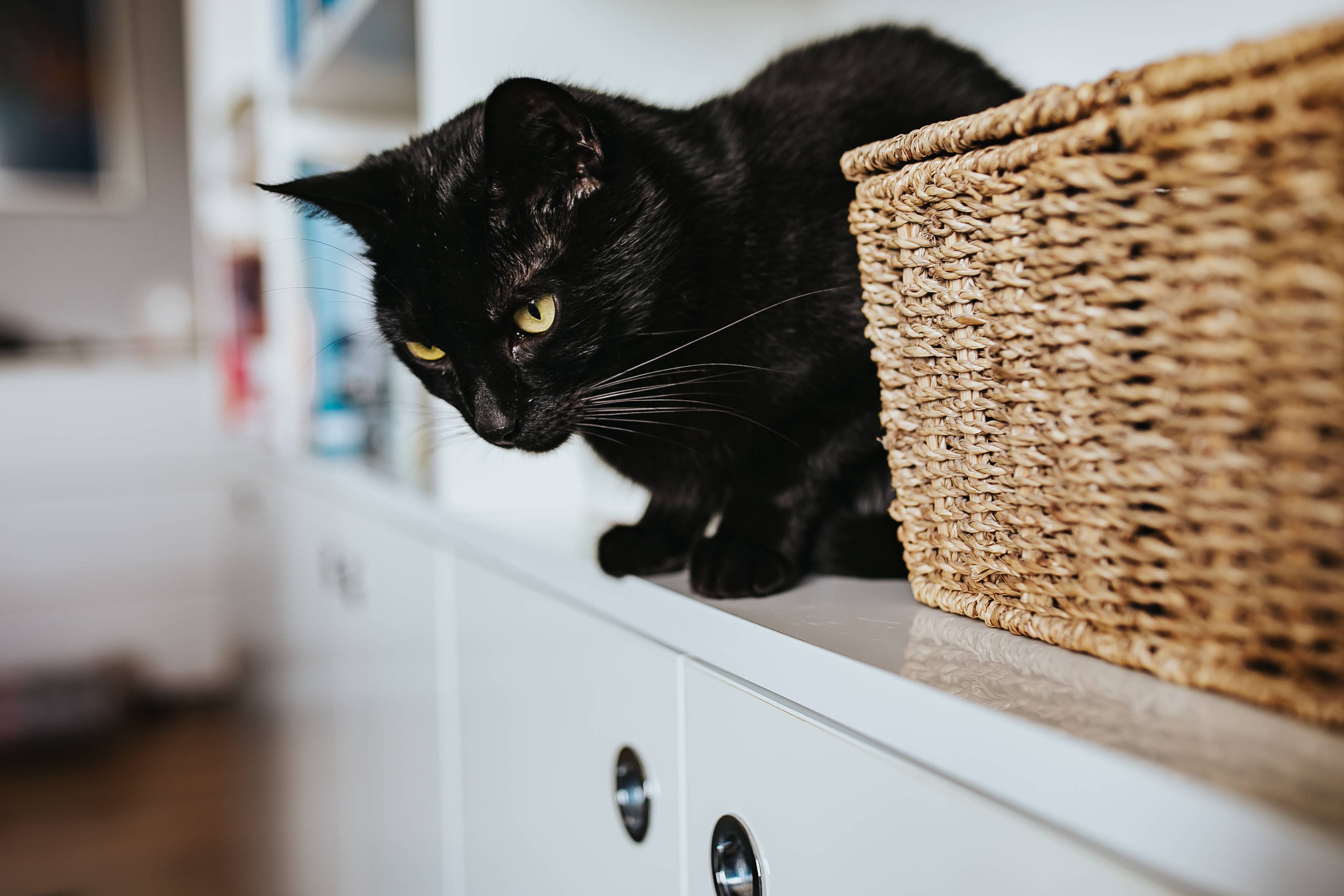 close-up, cat, bookshelf, wicker, one animal, domestic, basket, 4K, pets, black color, day, bookcase, whisker, animal head, animal, domestic room, feline, HD Wallpaper