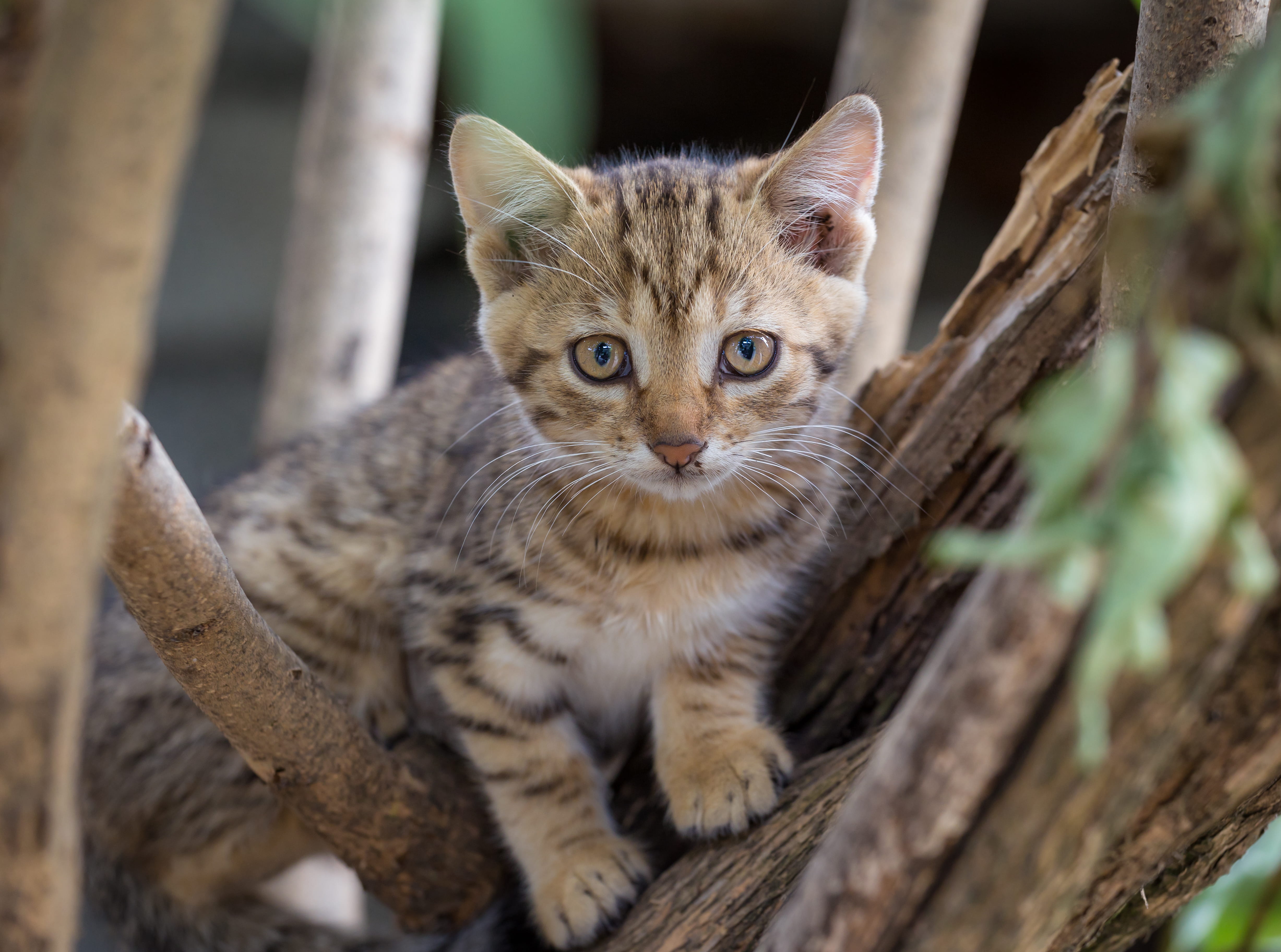 feline, wood - material, pet, cute, portrait, branch, tabby, animal, animal eye, domestic, fur, close-up, brown, young animal, blur, whisker, little, cat, HD Wallpaper