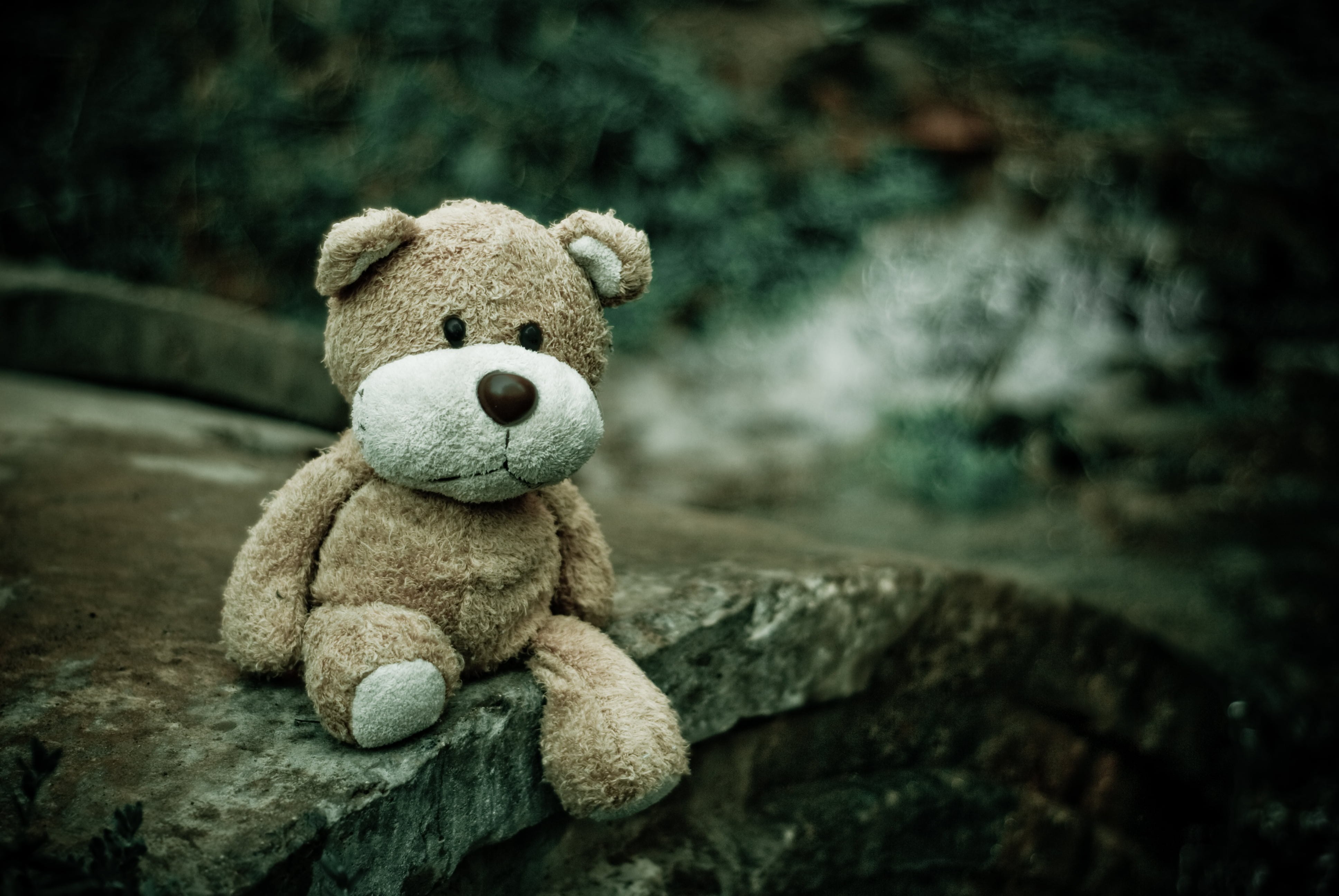 animal, softness, child, single object, teddy Bear, outdoors, gift, plush, soft toy, day, innocence, fluffy, nature, abandoned, focus on foreground, doll, HD Wallpaper