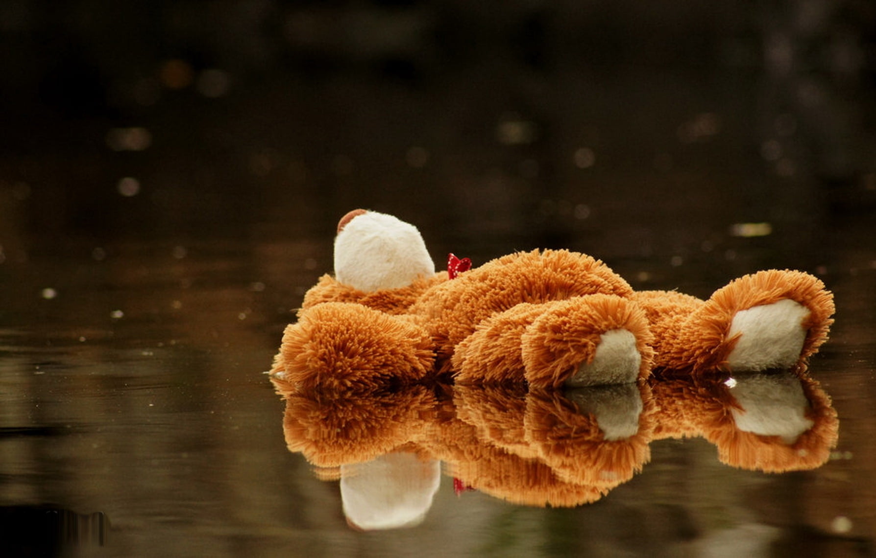 textile, 720P, bear, backgrounds, nature, softness, close-up, day, winter, plush, white, animal representation, wood - Material, toy animal, focus on foreground, HD Wallpaper