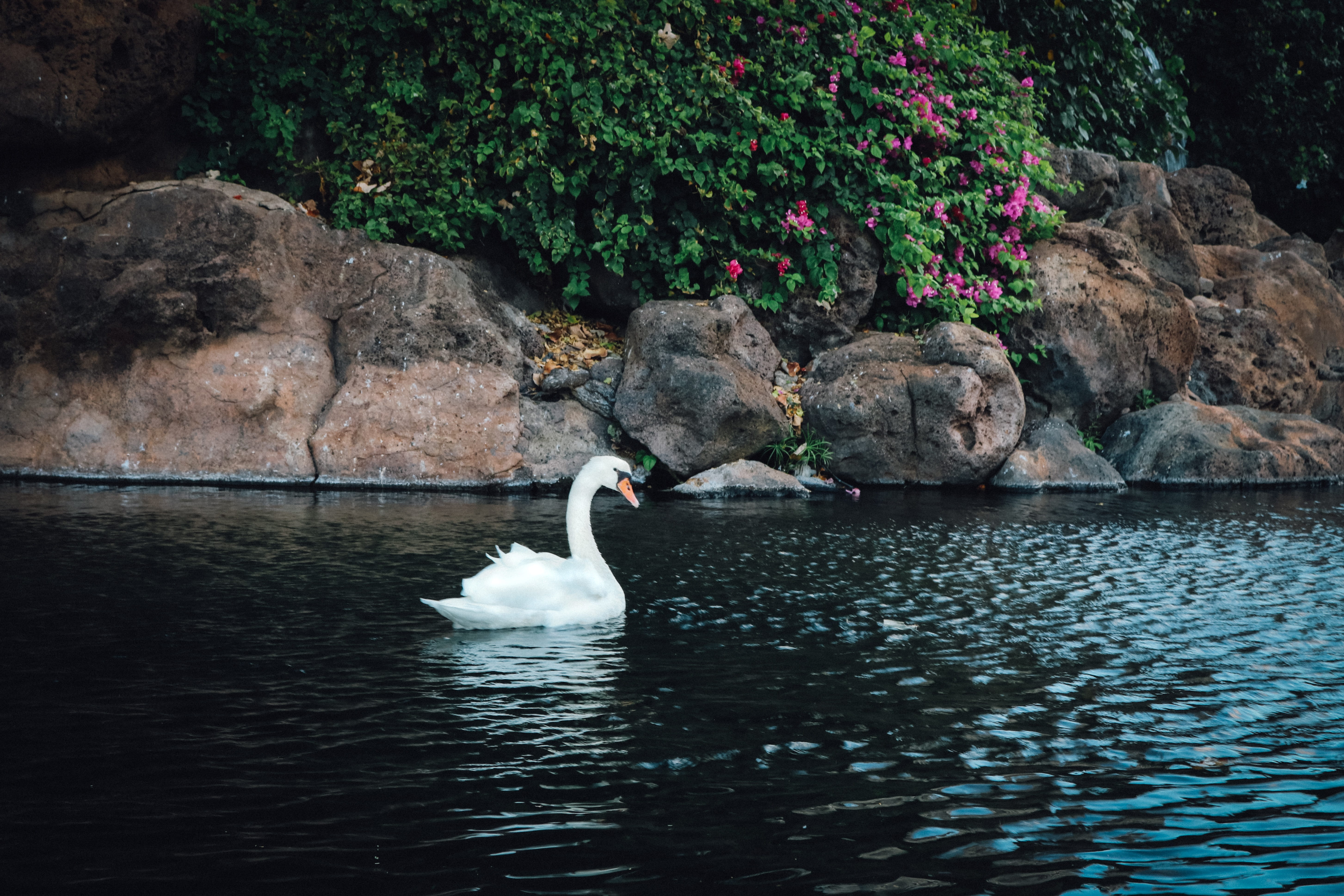 maui, lake, day, white, bird, black, feather, one animal, swan, rock - object, love, nature, animal, wing, wildlife, symbol, outdoors, wild, floating on water, HD Wallpaper