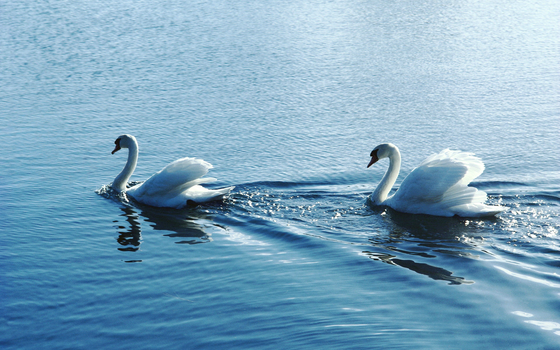 two, 1080P, couple, white, ducks, swan, water, HD Wallpaper