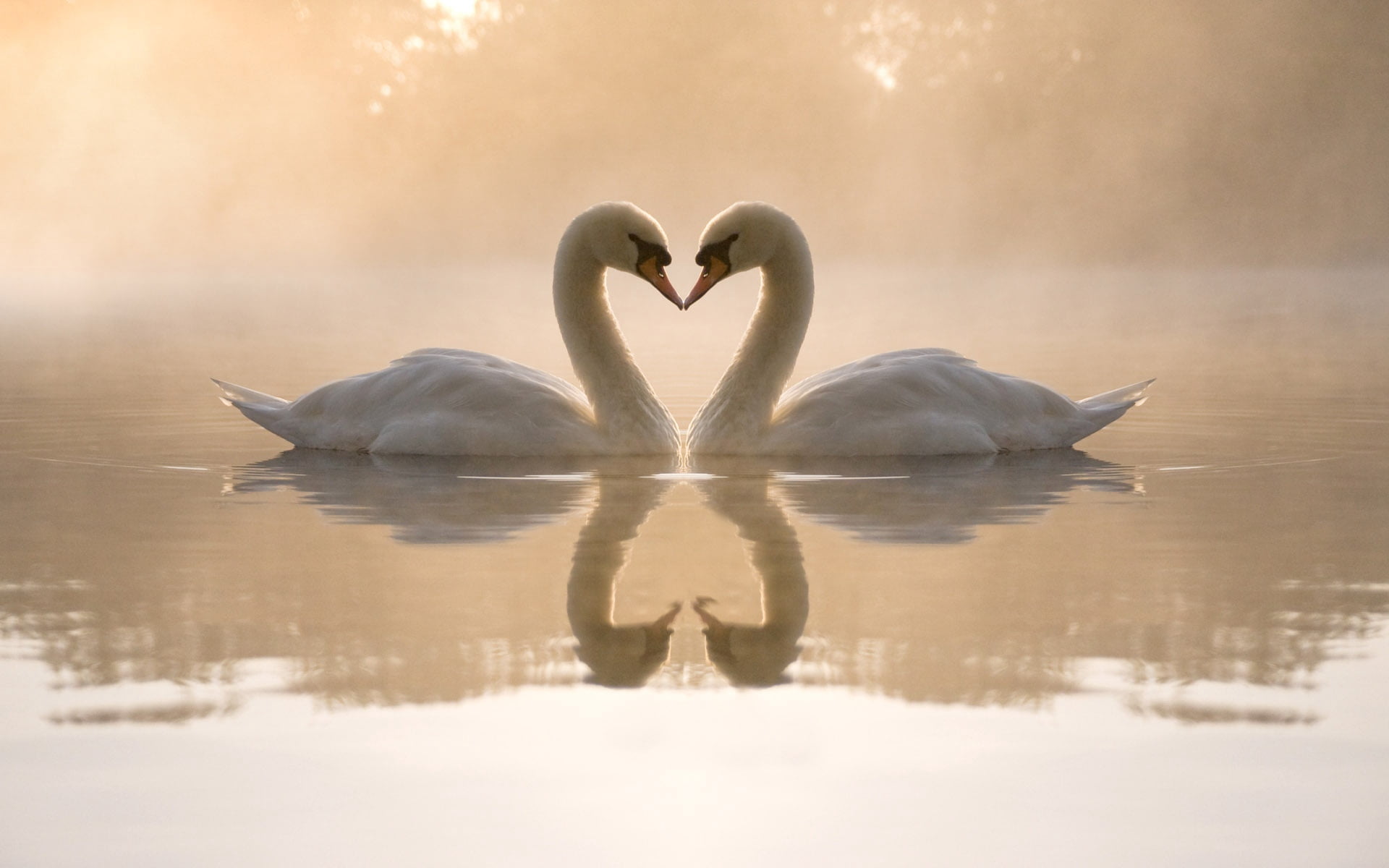 animal themes, love, heart shape, digital composite, animal, tranquil Scene, tranquility, water Bird, swan, 1080P, romance, white, water, feather, nature, HD Wallpaper