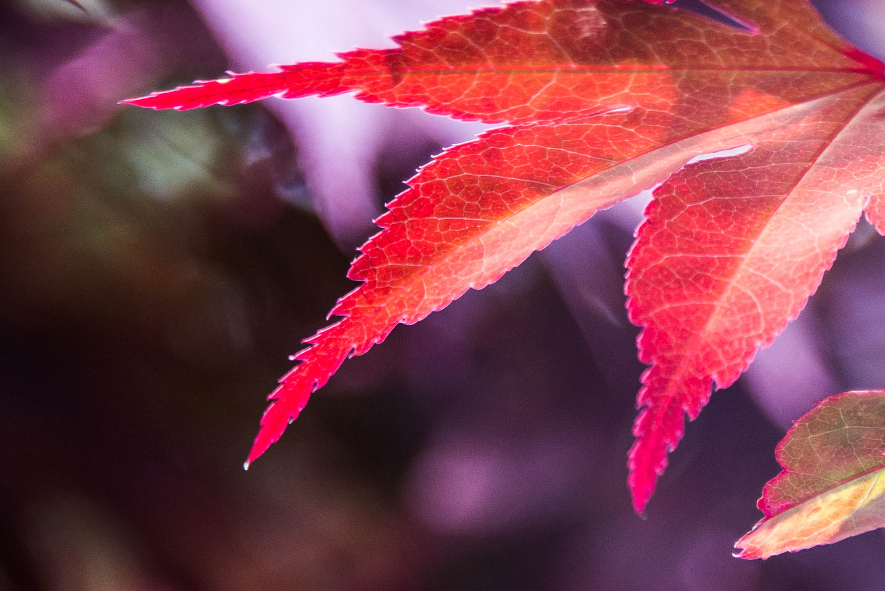 tree, Japanese  maple, red, season, nature, plant, leaf, branch, close-up, forest, d610, autumn, nikkor, Acer, red  leaf, 720P, HD Wallpaper