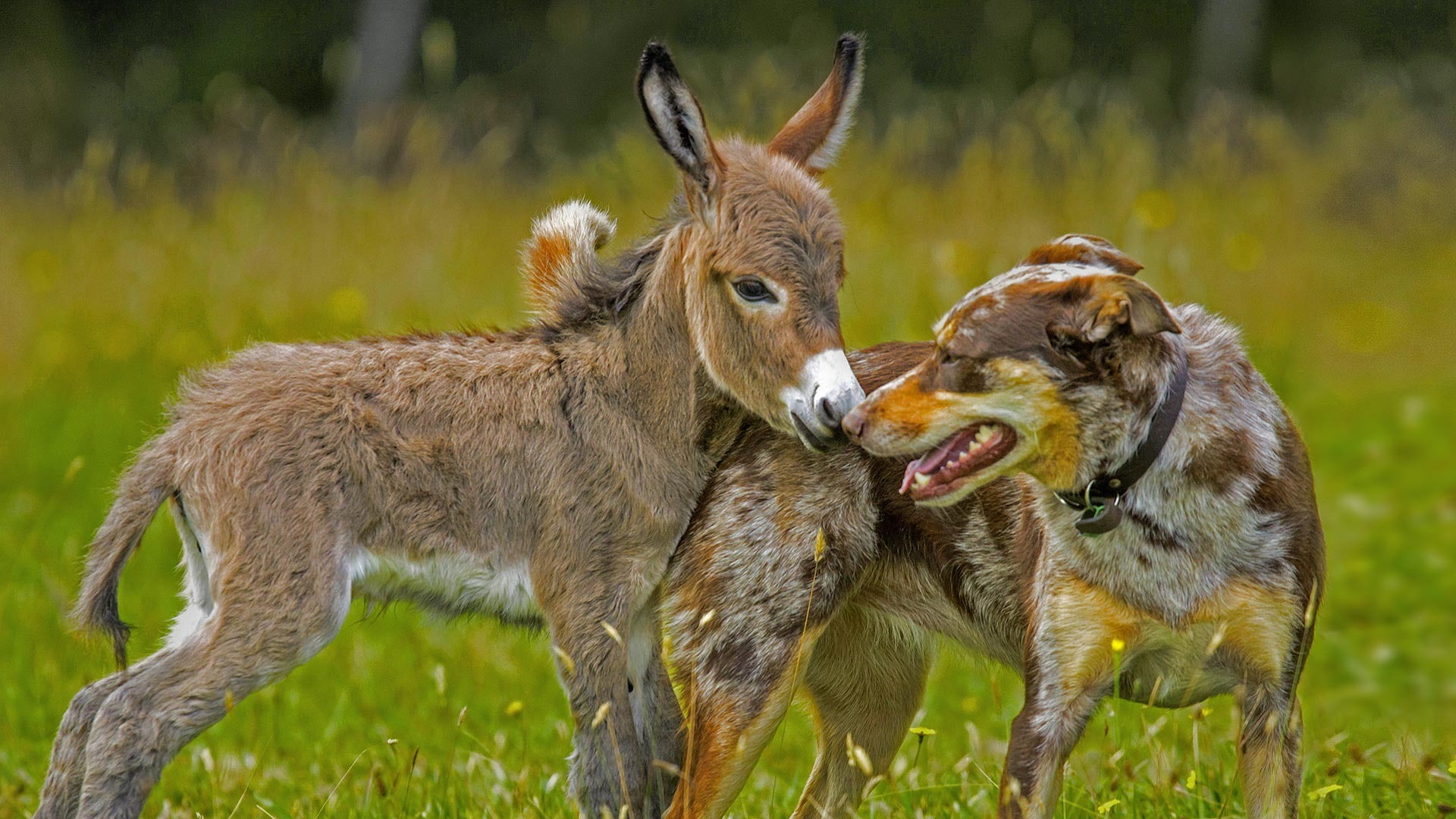 no people, animal behavior, animals in the wild, land, two animals, young animal, outdoors, mouth open, herbivorous, field, mammal, plant, group of animals, HD Wallpaper