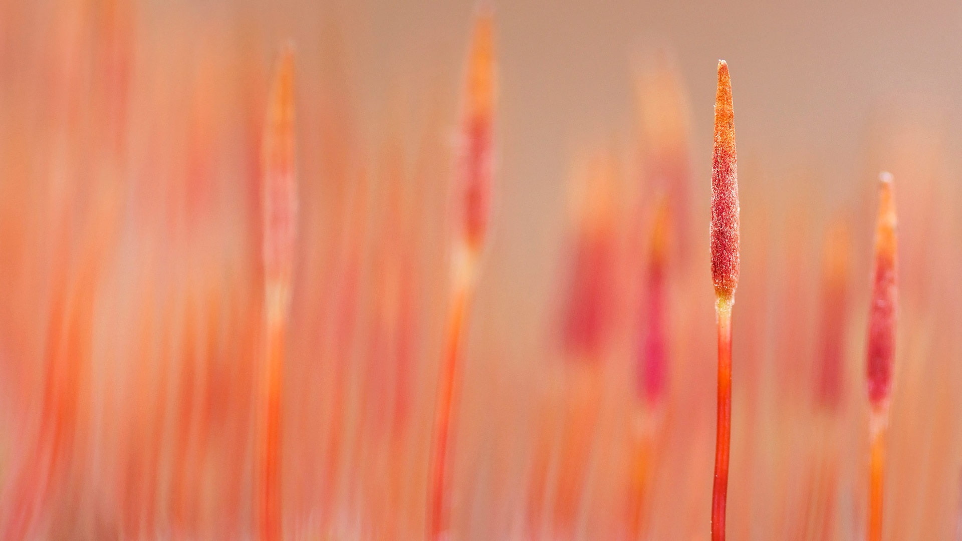 nature, tranquility, fragility, theme, backgrounds, plant, growth, close-up, official, softness, selective focus, 1080P, flowering plant, pastel colored, HD Wallpaper