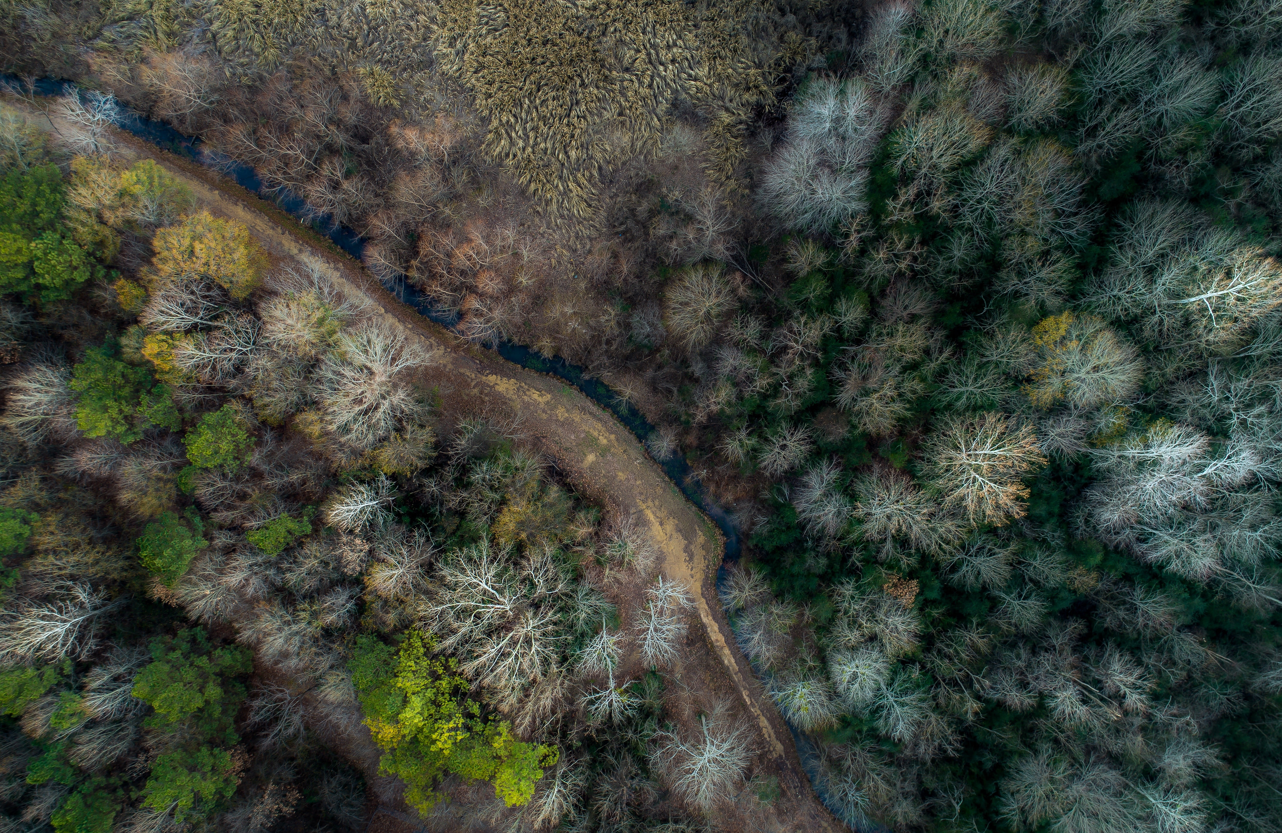 full frame, nature, plant, tranquility, land, tranquil scene, tree, forest, day, semi-arid, landscape, 5K, non-urban scene, backgrounds, high angle view, HD Wallpaper