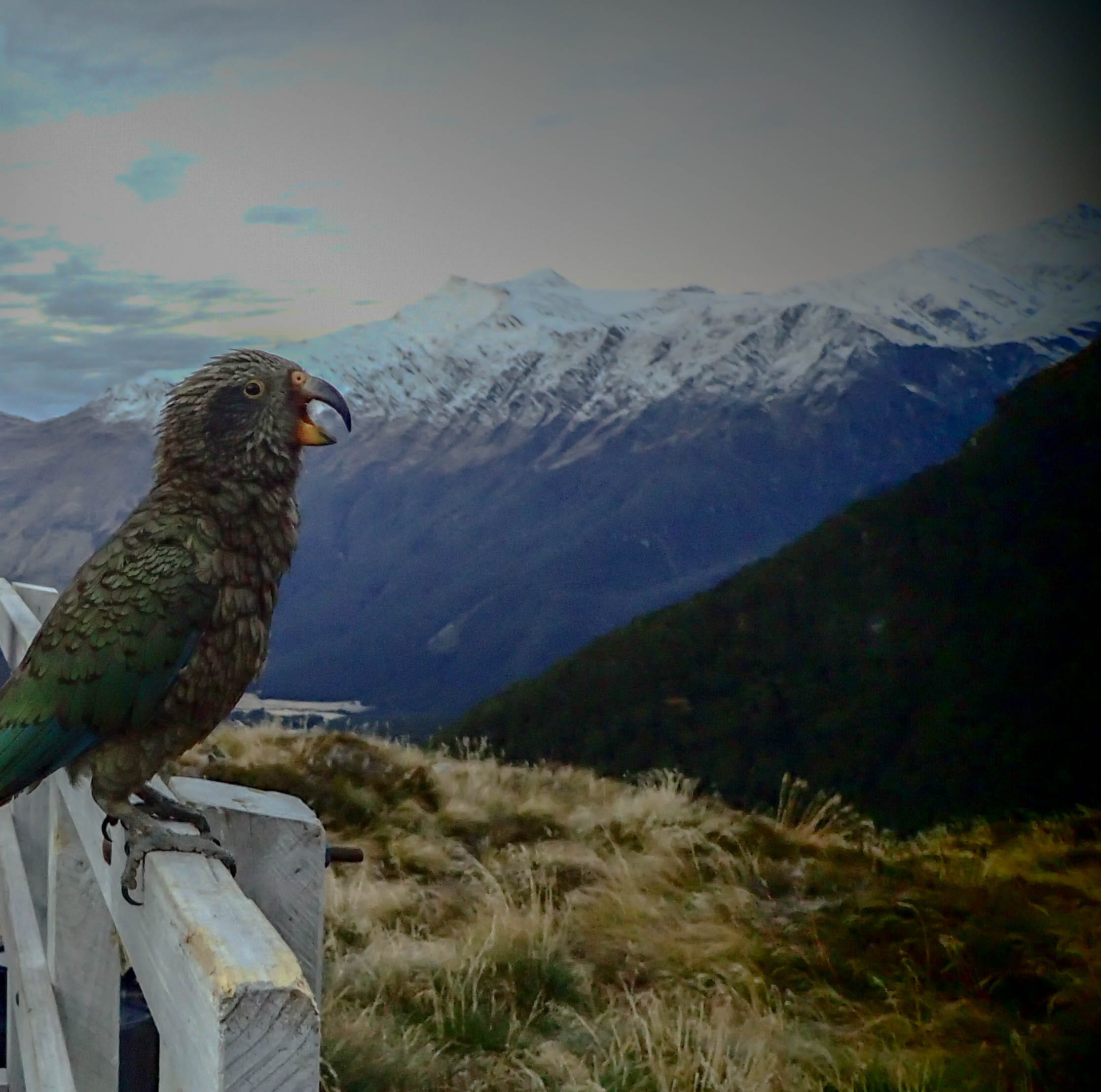 1080P, no people, wooden post, snow, scenics - nature, environment, new zealand, beauty in nature, nature, south island, animals in the wild, bird of prey, HD Wallpaper
