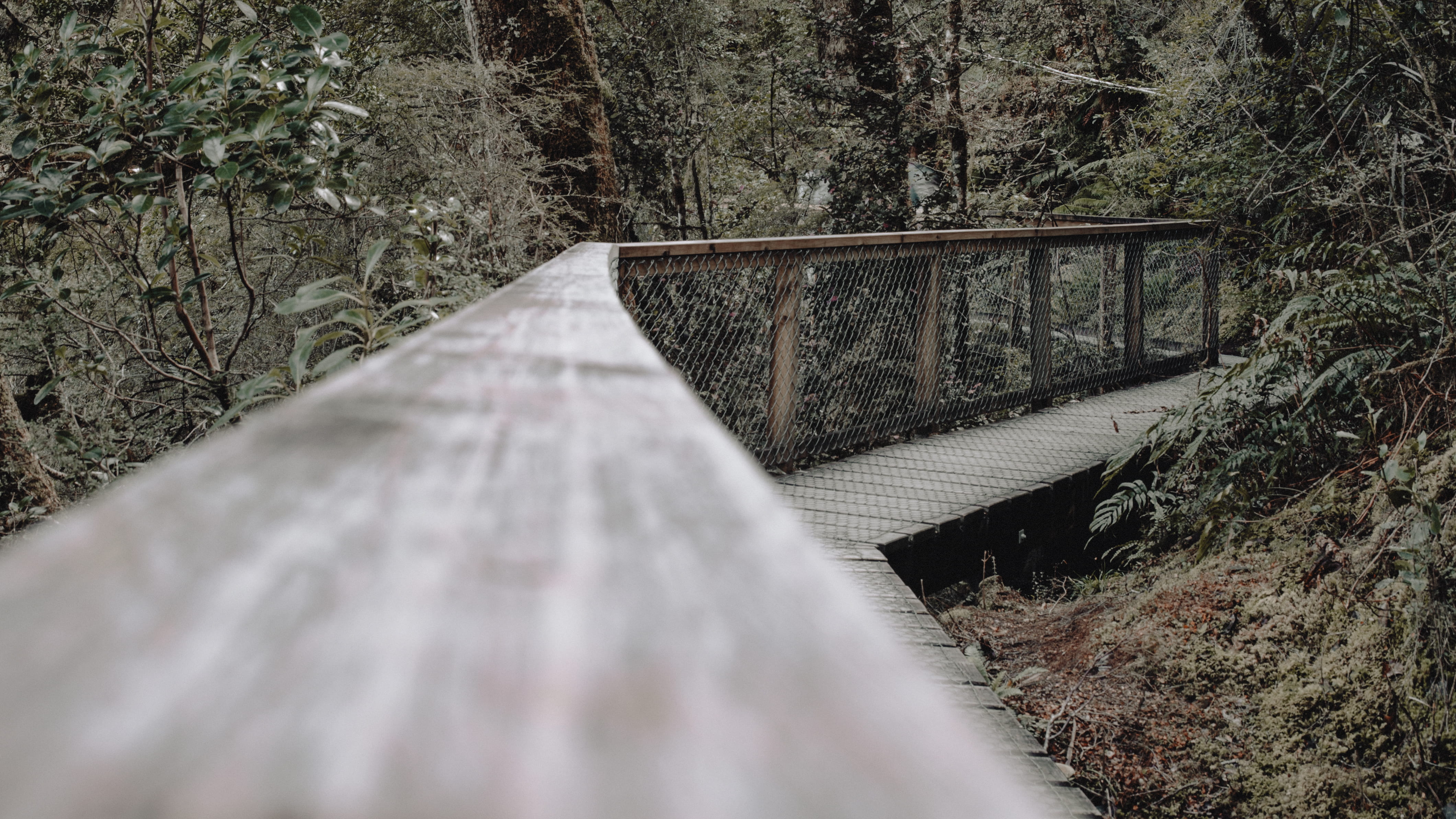 built structure, transportation, bridge - man made structure, mt aspiring national park, diminishing perspective, architecture, trees, 4K, new zealand, HD Wallpaper