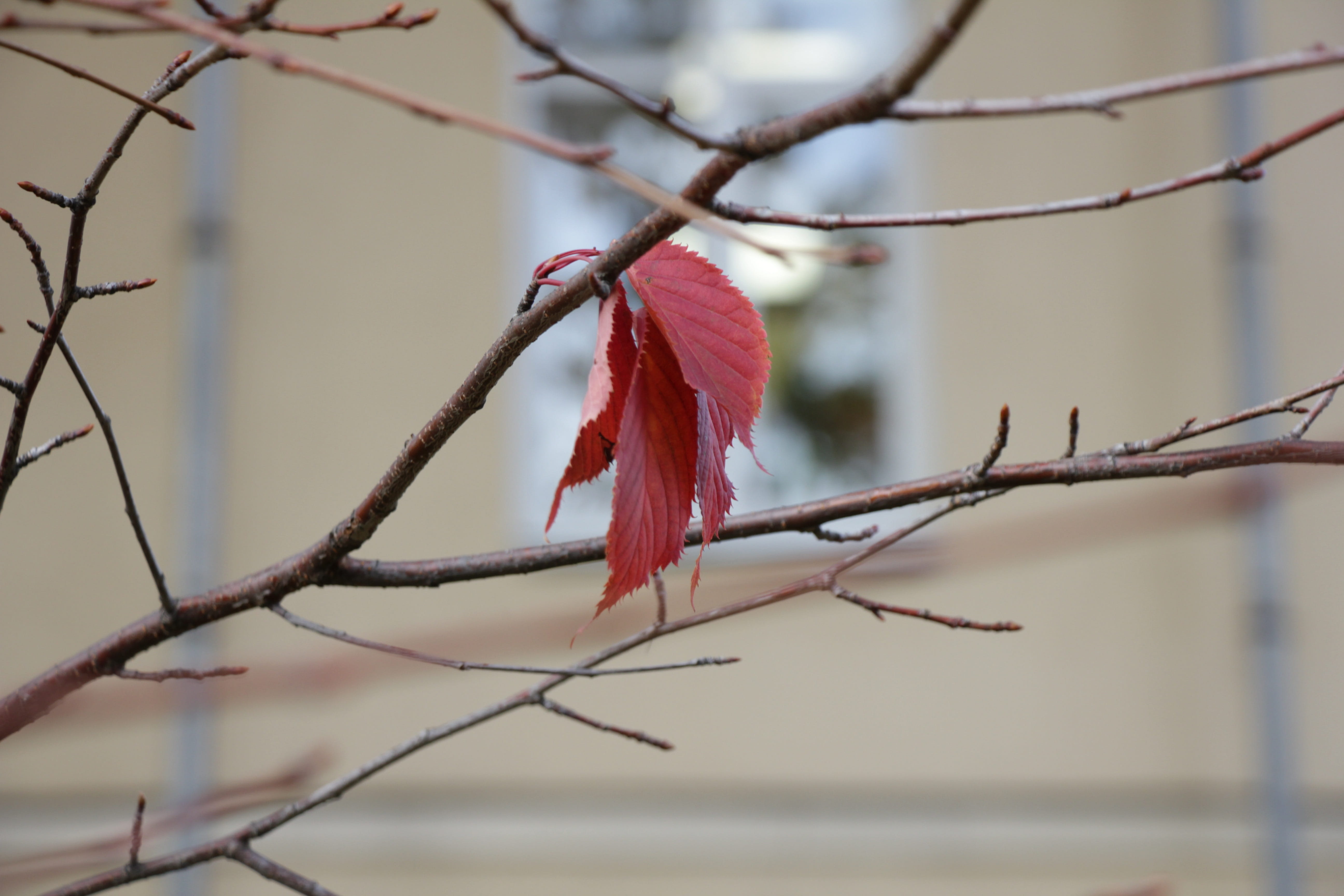 selective focus, red, flowering plant, perching, day, close-up, sadly, sheet, season, focus on foreground, branch, outdoors, autumn, bird, 5K, low angle view, HD Wallpaper