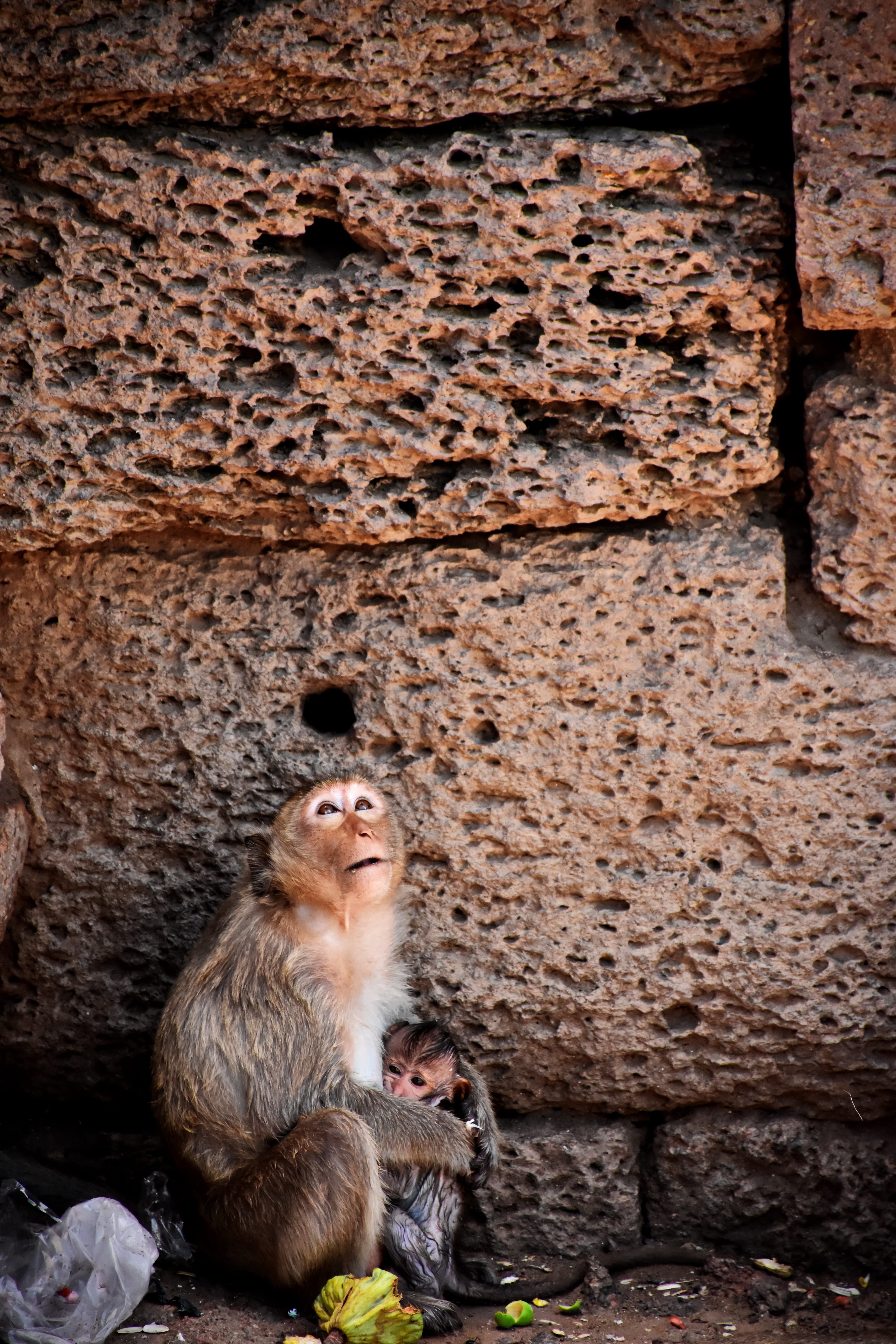 fluffy, steal, naughty, no people, view, animals, eyes, tree, mammal, lop buri, rush, serious, nature, sitting, endangered, relax, macaque, animals in the wild, Phone HD Wallpaper