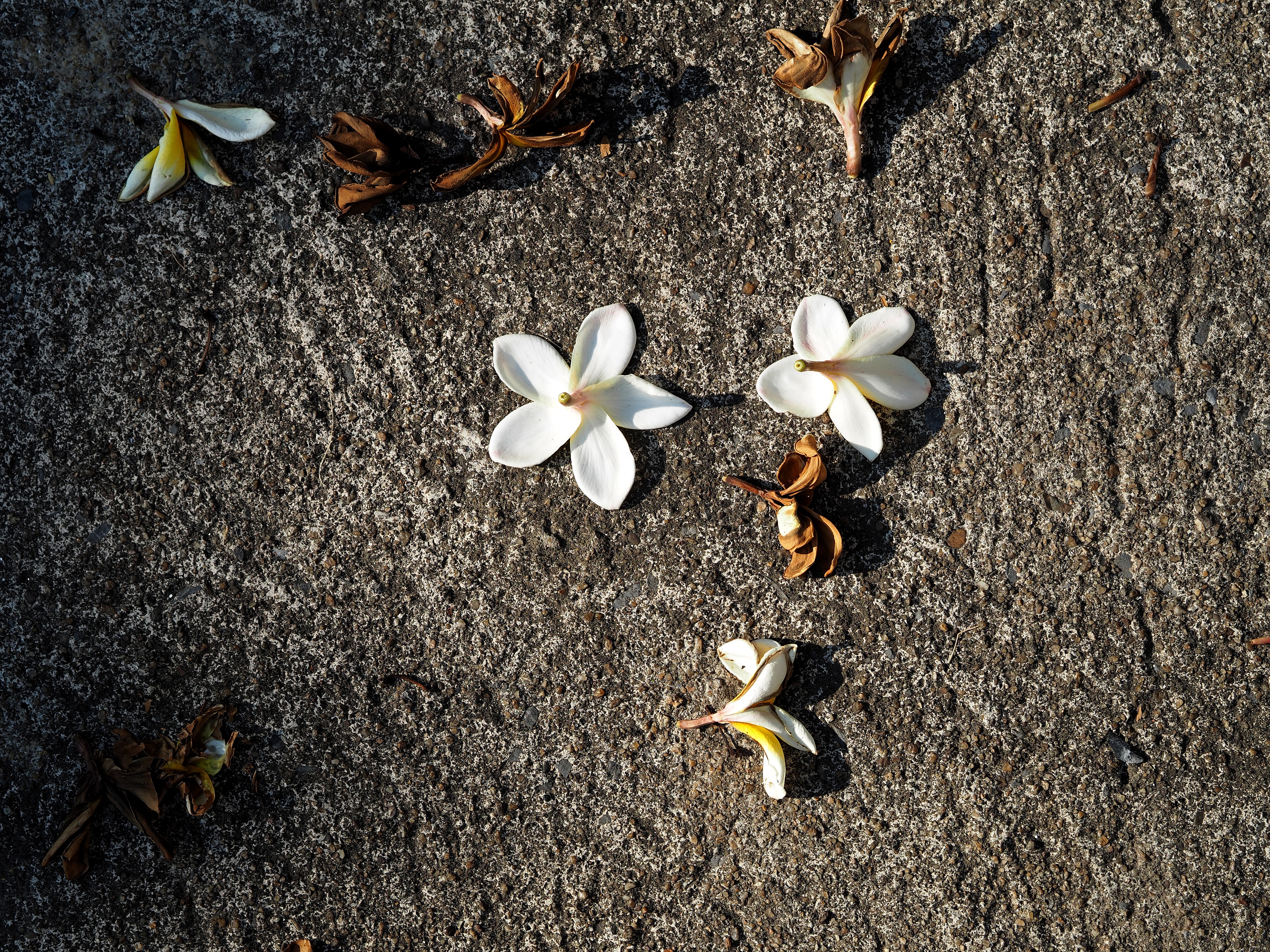 freshness, surface, close-up, refreshing, bright, sadly, gray, petal, wilt, land, lose, vulnerability, peace, more information, animal wildlife, plant, HD Wallpaper