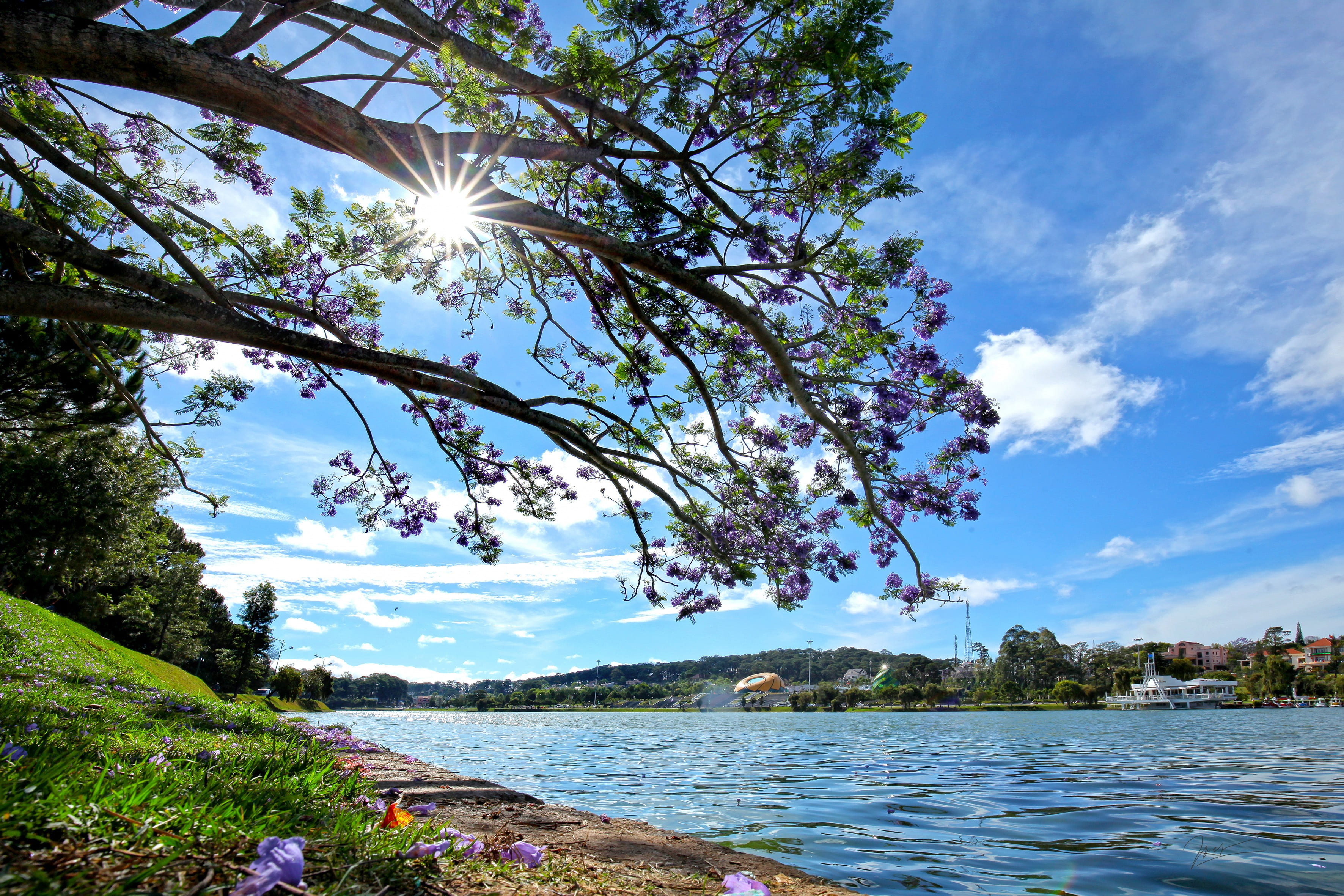 sunlight, tranquil scene, dalat, tree, lake, 2K, day, lens flare, bright, outdoors, sun, growth, plant, no people, beauty in nature, purple phoenix, water, HD Wallpaper