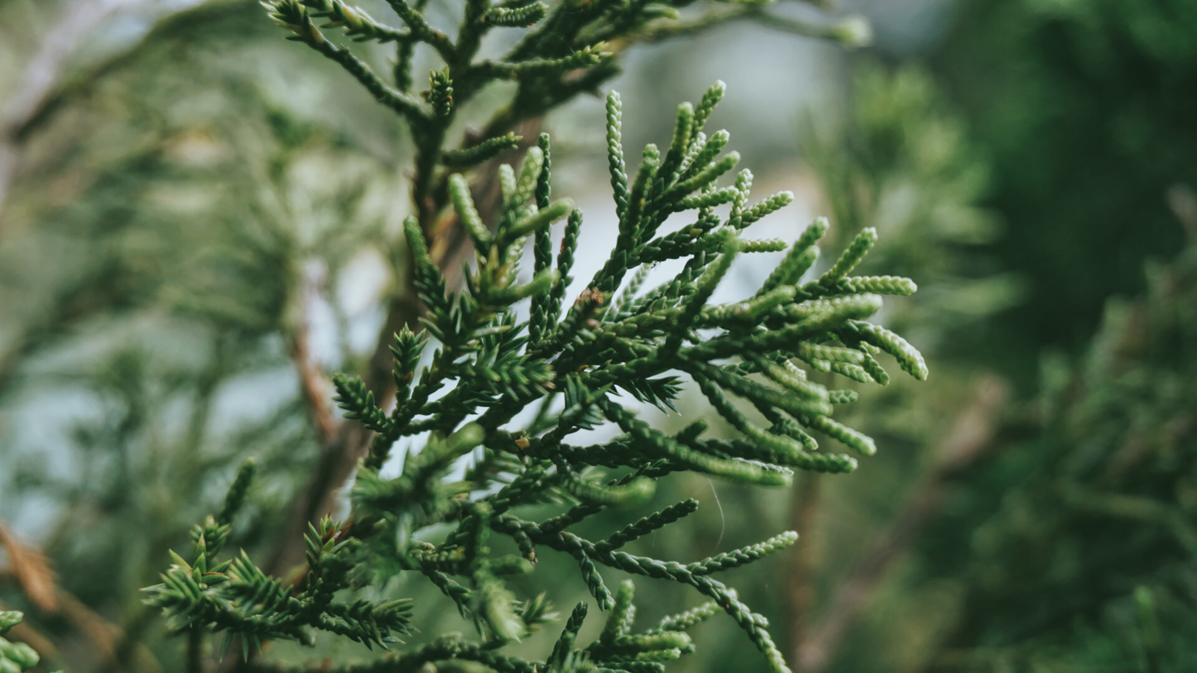 dalat, nature, growth, lake, tree, 4K, beauty in nature, needle - plant part, no people, close-up, pinaceae, green, focus on foreground, outdoors, day, HD Wallpaper