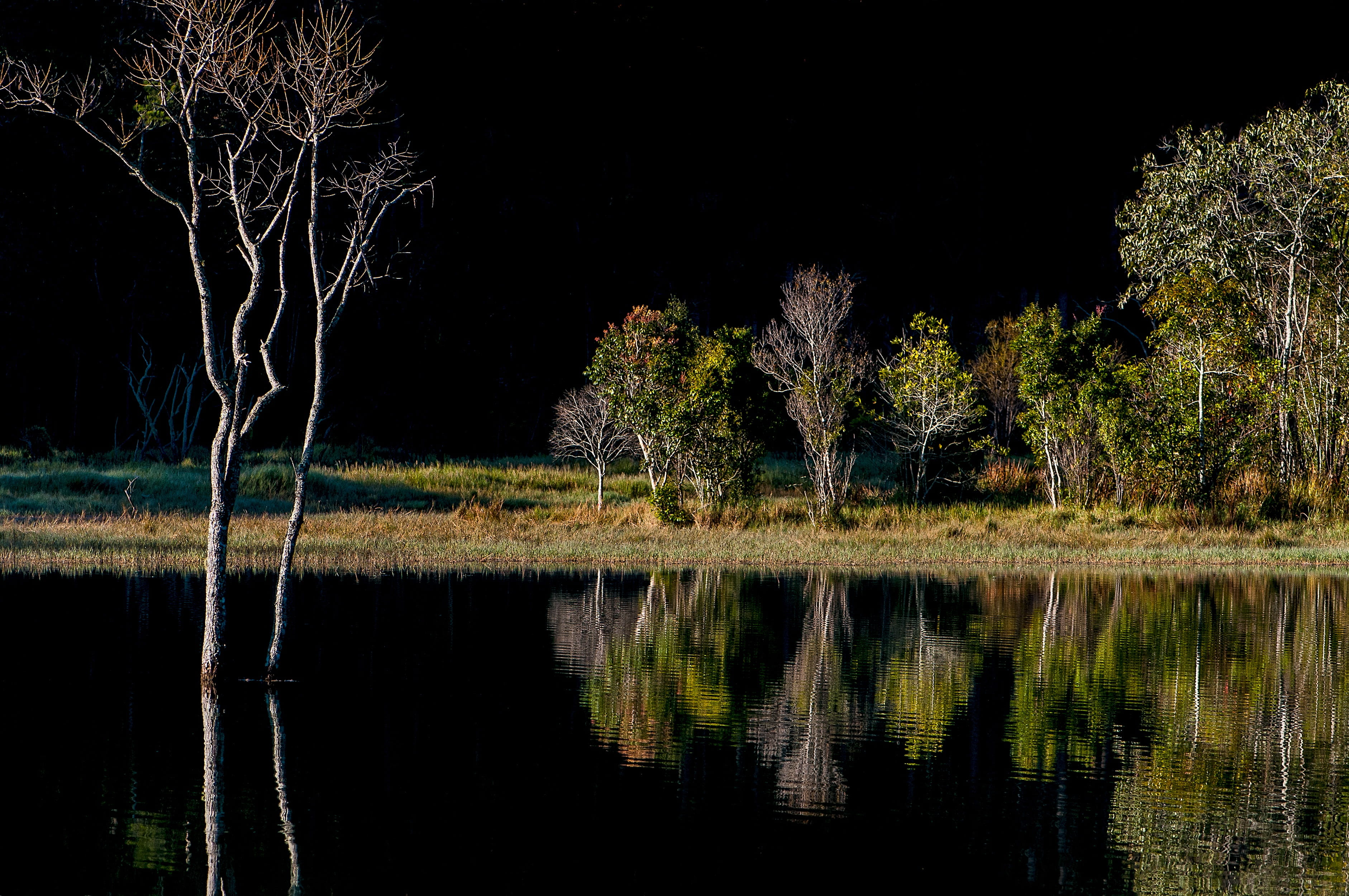 reflect, waterfront, no people, plant, natural, water, reflection, 2K, night, symmetry, light, land, scenery, non-urban scene, lake, outdoors, tranquility, HD Wallpaper
