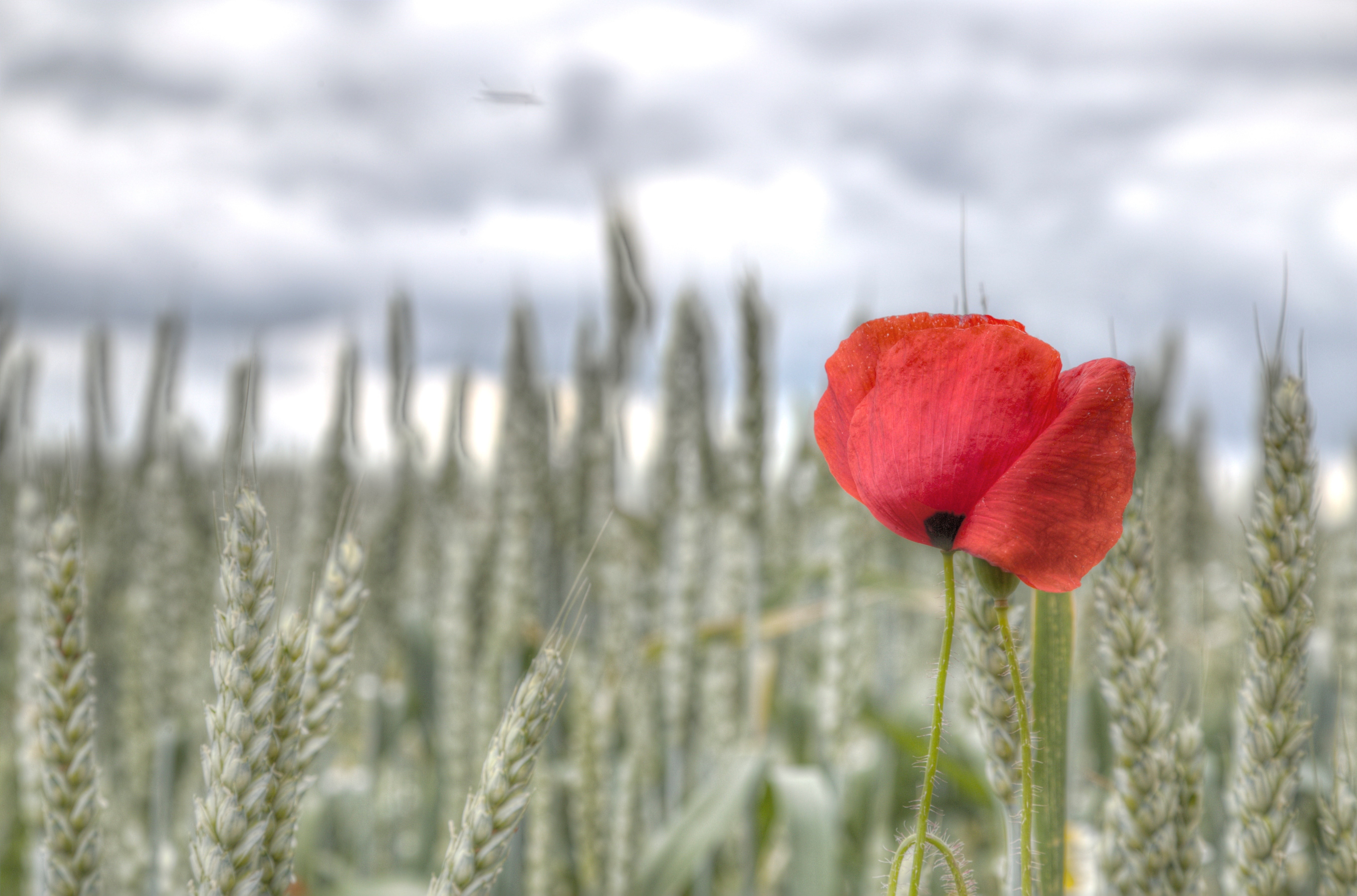 deutschland, photomatix, Bünde, plant, allemagne, Herford, wheat, Blumen, processing, light, Lac, Kreis Herford, Flowers, sonne, red poppy, Soleil, hdr, HD Wallpaper