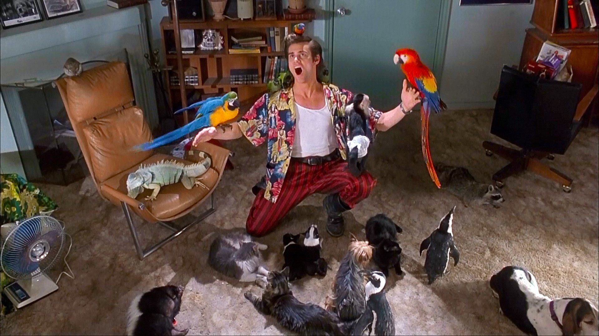 1080P, Ace Ventura: Pet Detective, Movie, HD Wallpaper