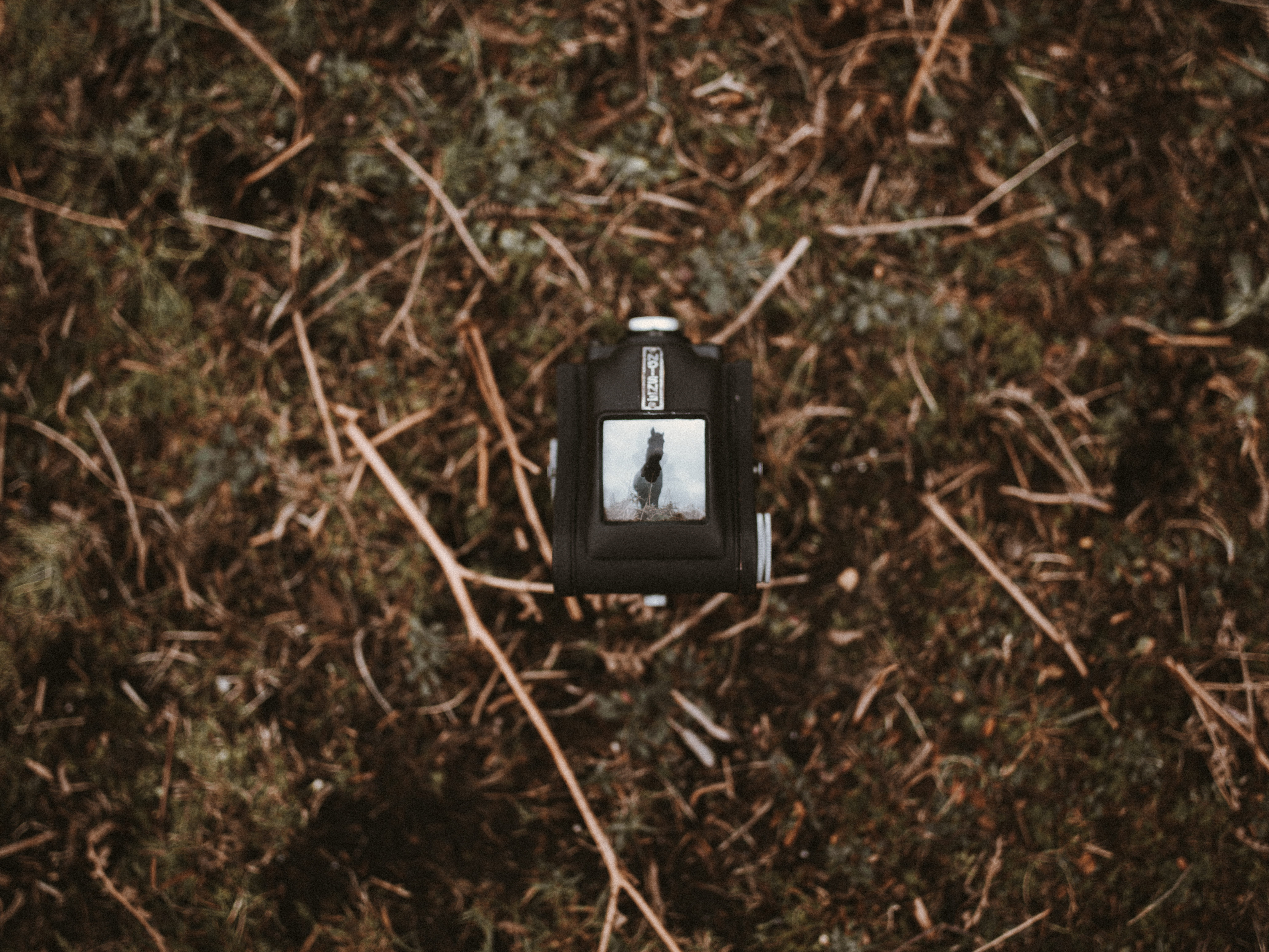 forest, electronics, nature, blackbird, soil, webcam, close-up, connection, grass, animal, land, electricity, electrical device, led, retro styled, 8K, HD Wallpaper