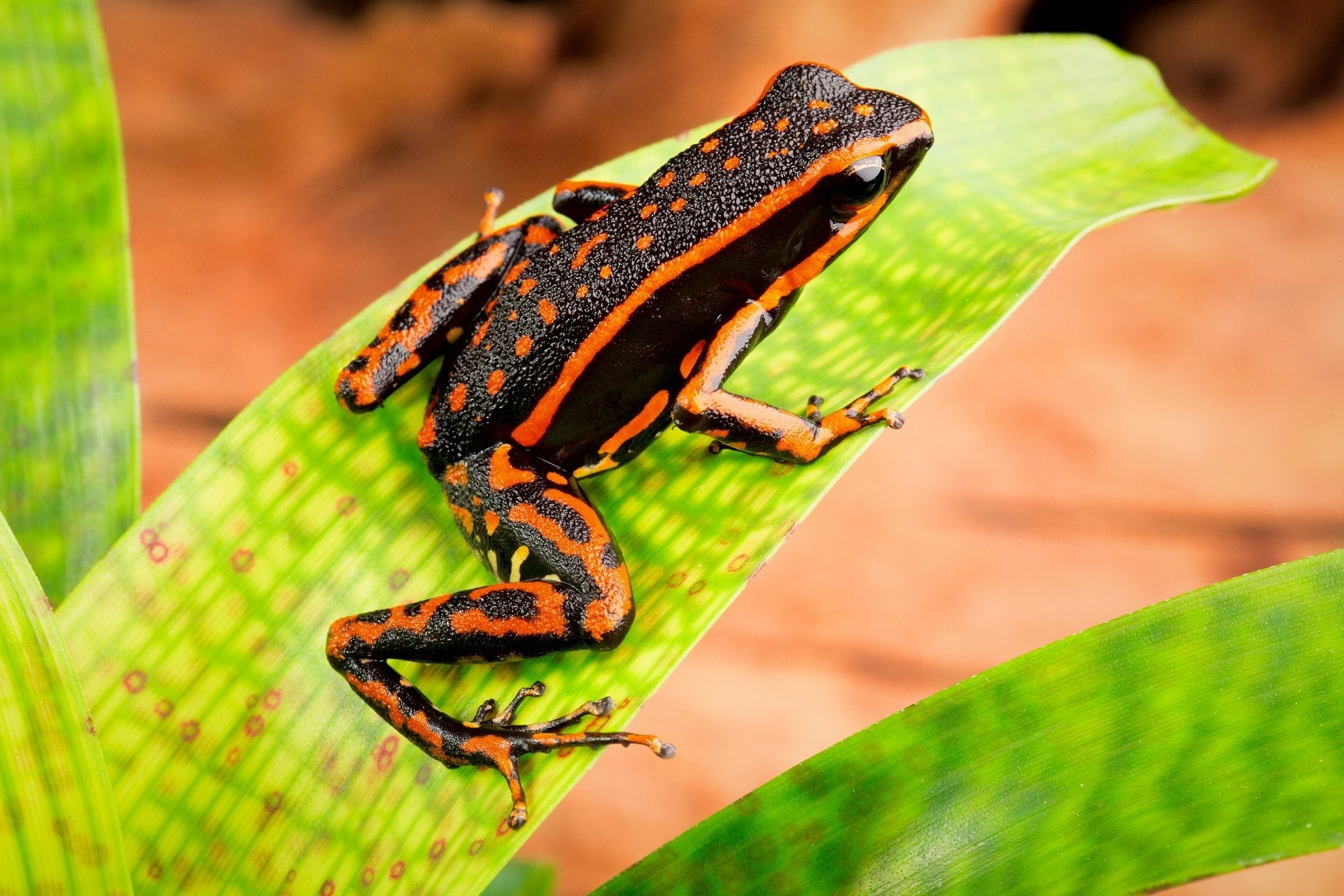 Frogs, Poison dart frog, 1080P, HD Wallpaper