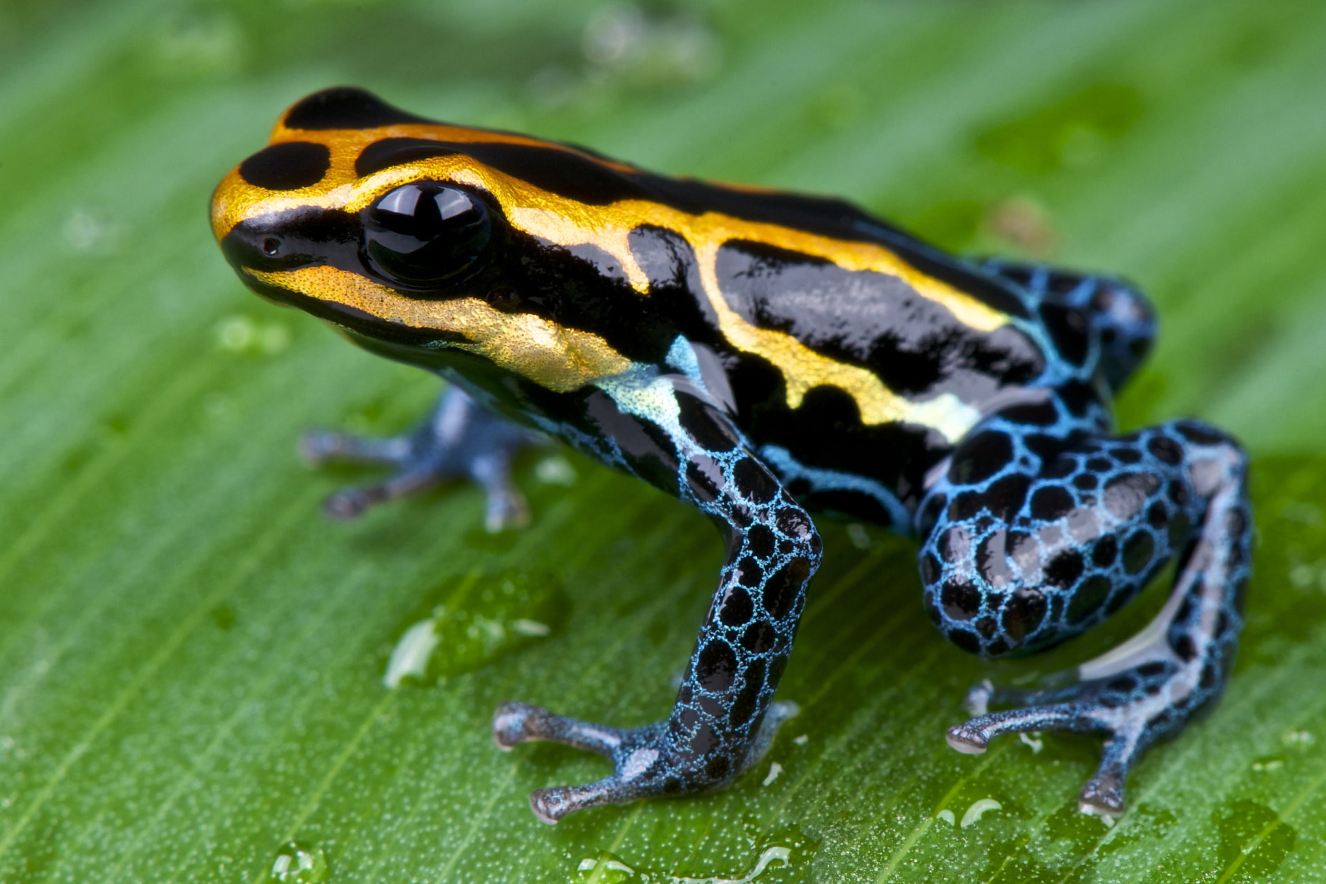 Poison dart frog, Frogs, 1080P, HD Wallpaper