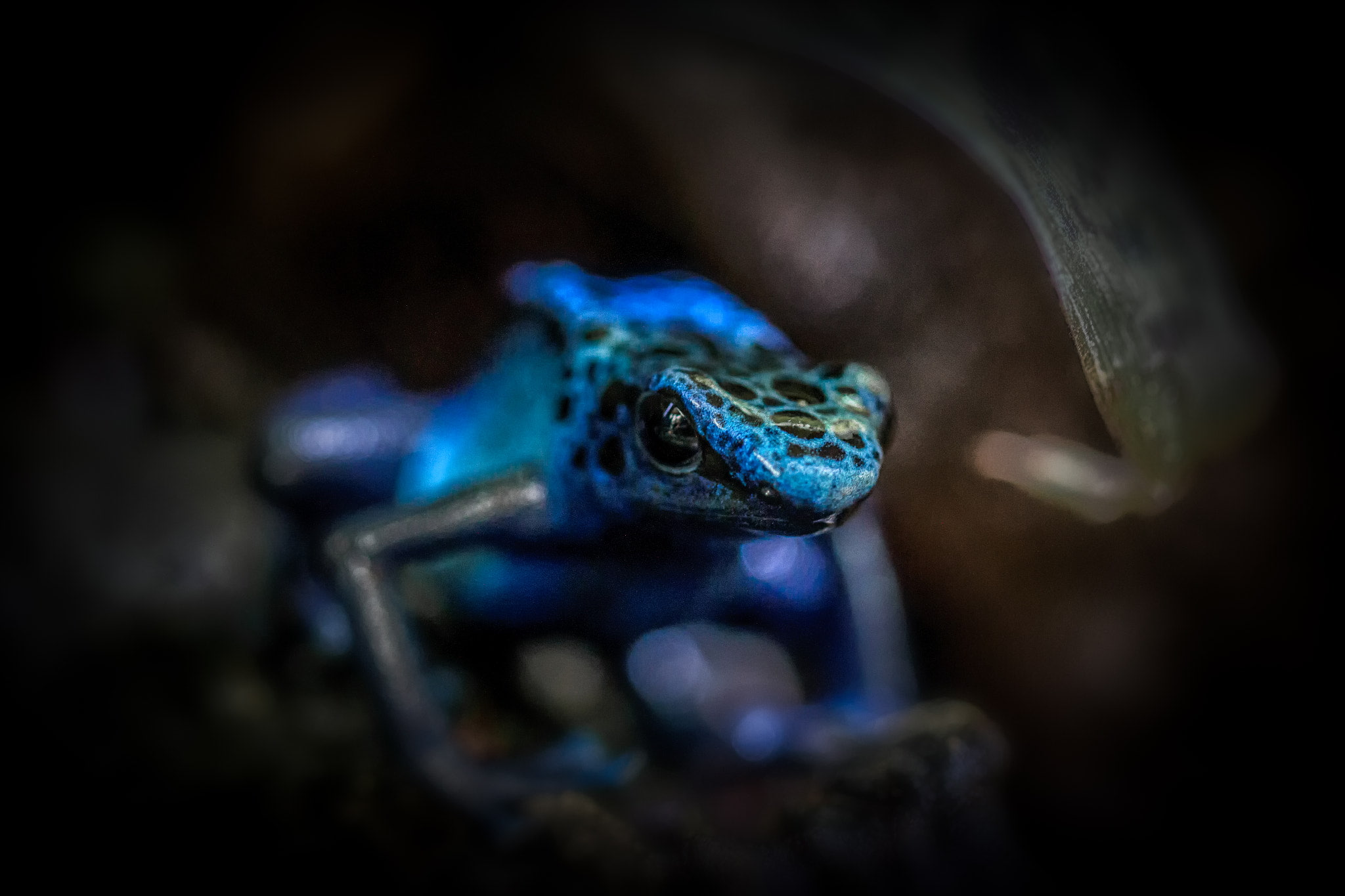 closeup, depth of field, animals, blue, 1080P, poison dart frogs, Harry van Hees, HD Wallpaper