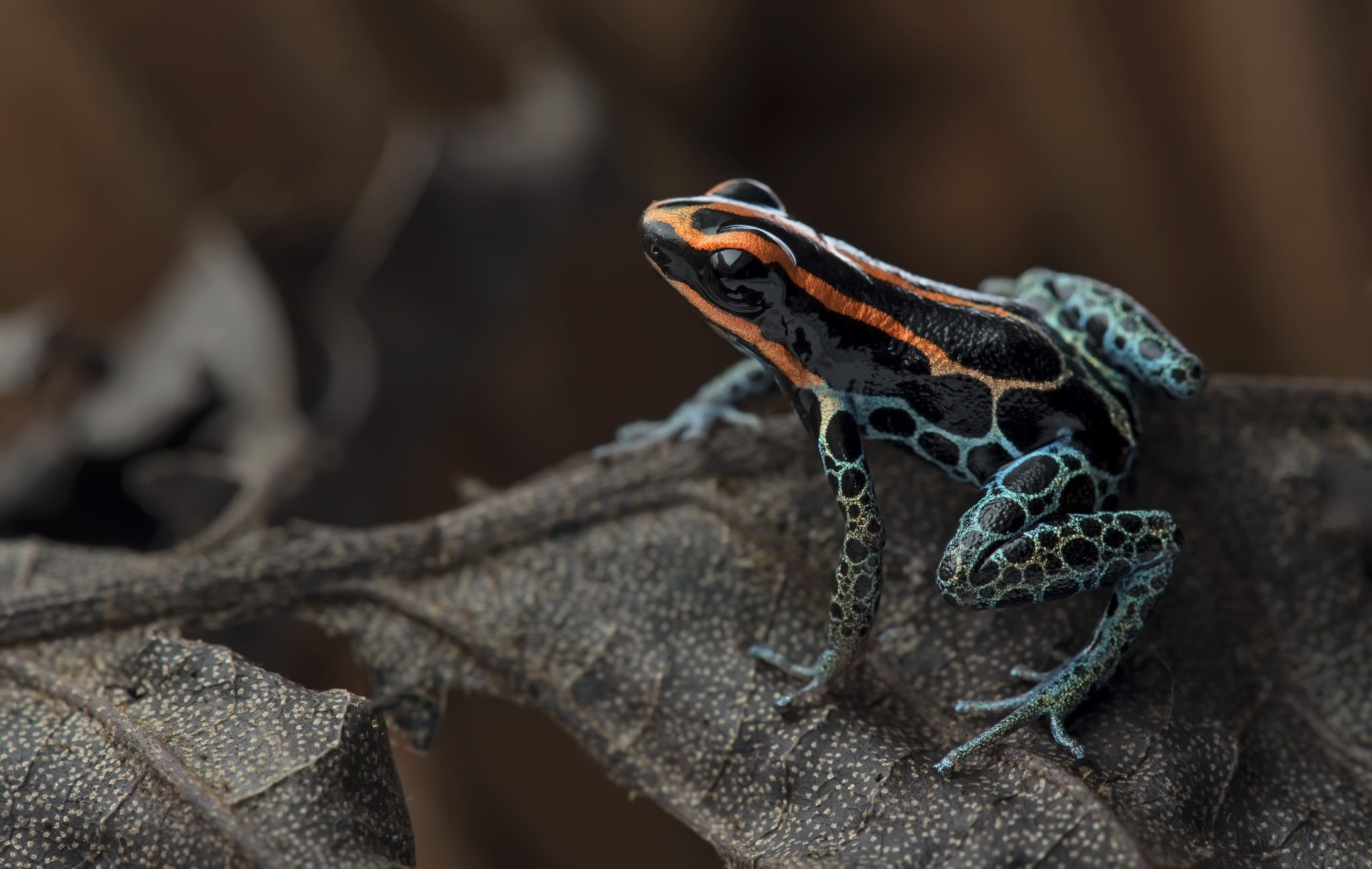 1080P, Close-Up, Frog, Amphibian, Frogs, Poison dart frog, HD Wallpaper