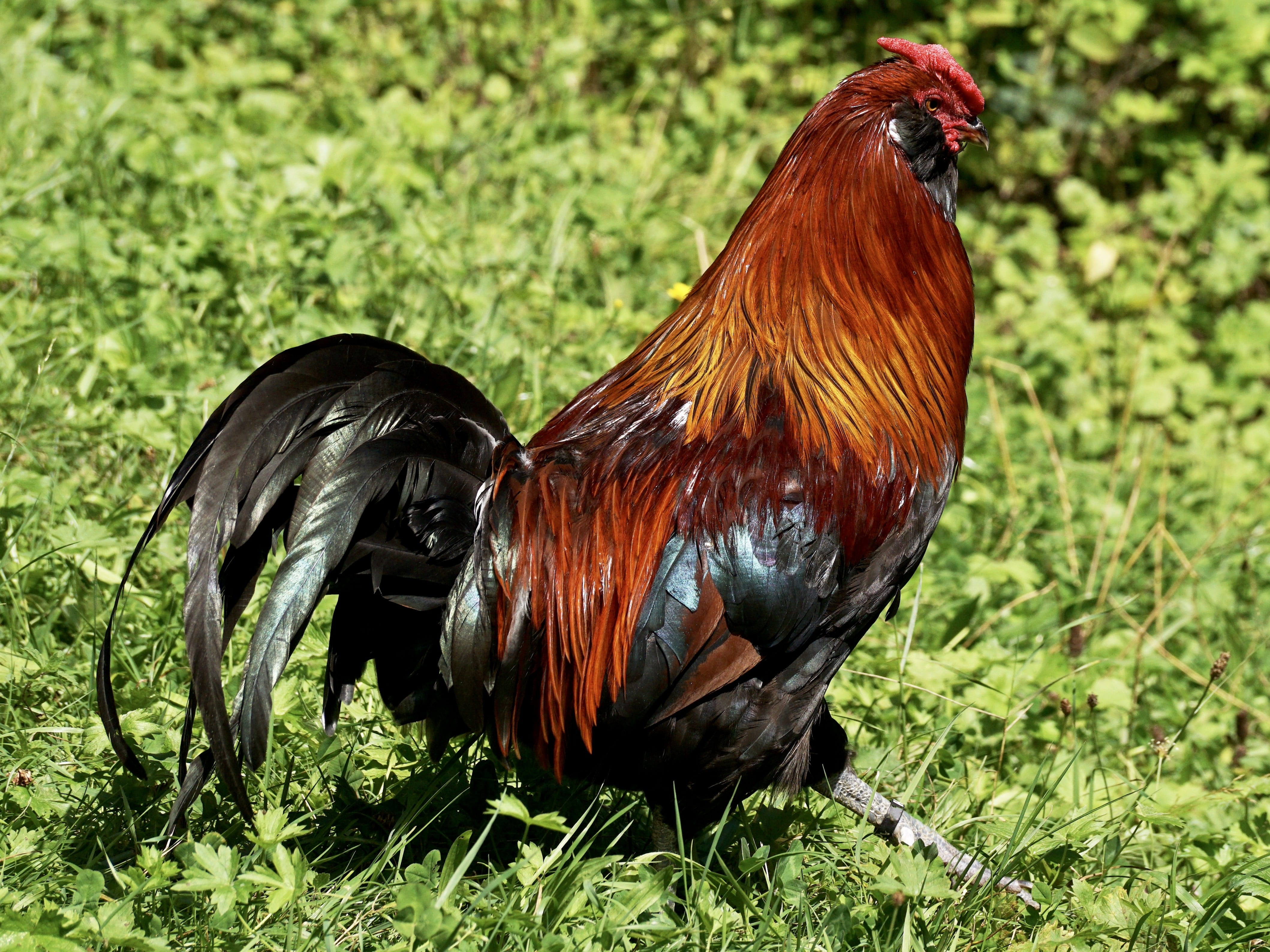 wildlife photography, land, domestic animals, chicken - bird, mammal, no people, cockscomb, brown, bird, chicken, domestic, poultry, pride, happy chicken, HD Wallpaper