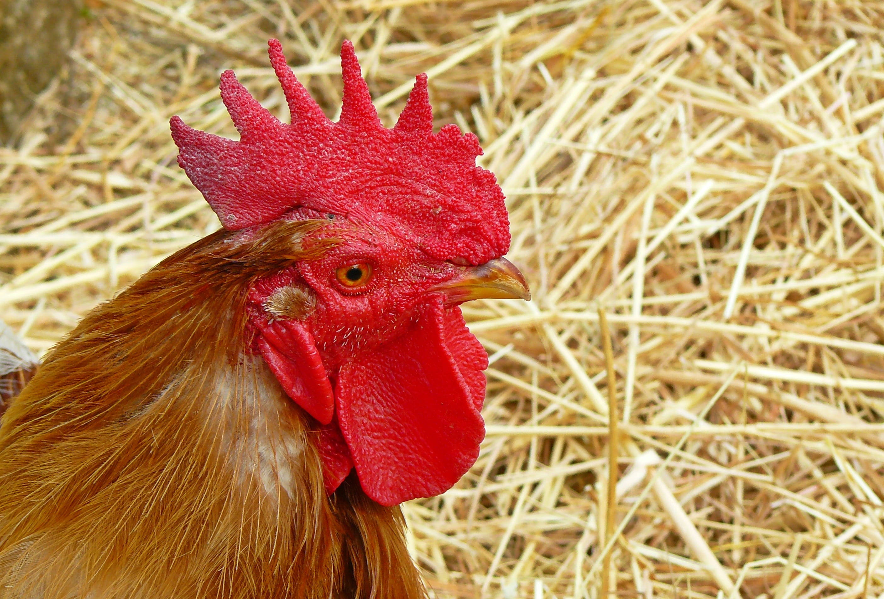 male, mammal, chicken, pets, rooster, focus on foreground, no people, wildlife photography, pride, chicken - bird, animal head, farm, hahn, outdoors, animals, HD Wallpaper