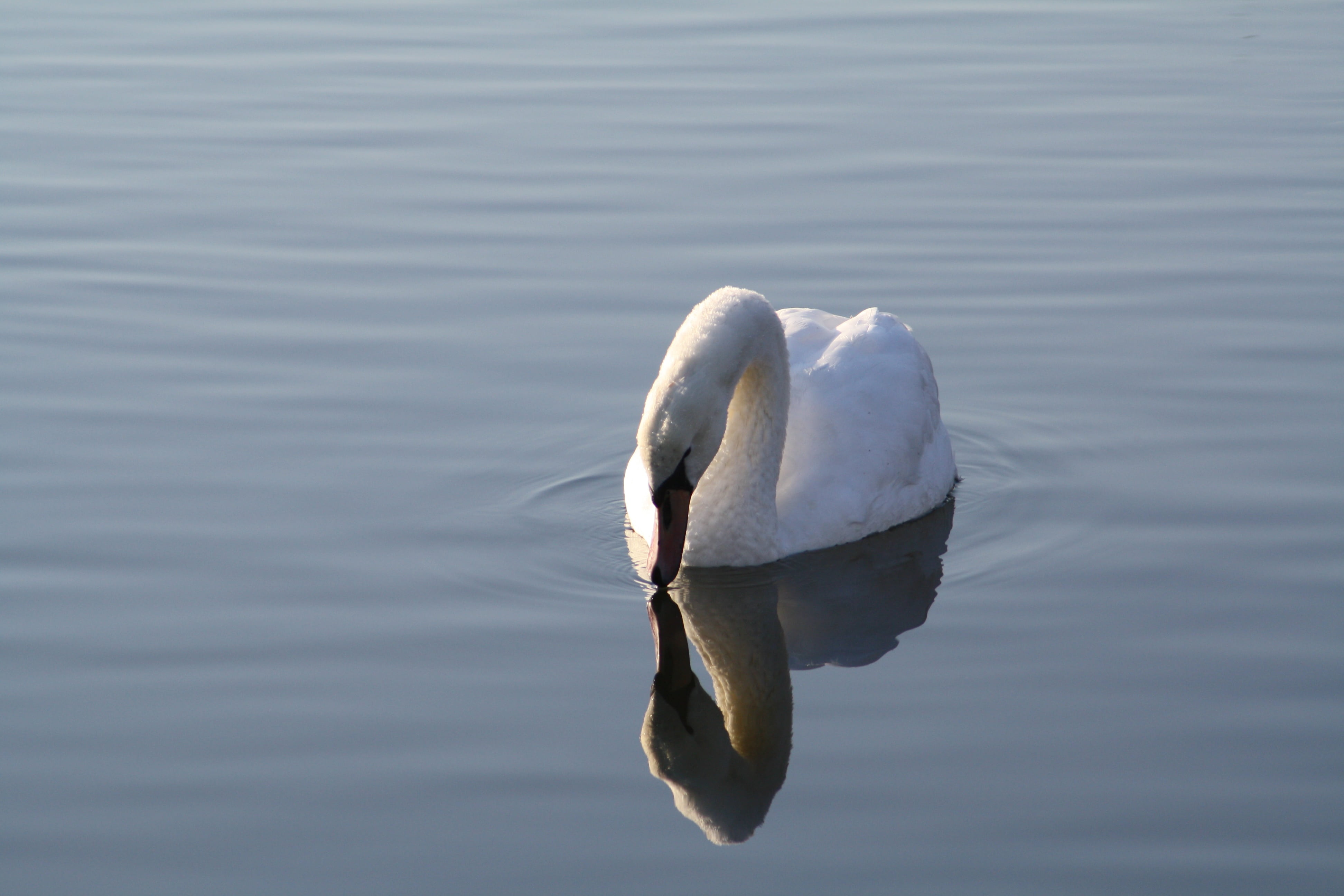 park, noble, one animal, pride, beautiful, no people, bird, white, nature, elegant, water bird, animal themes, animal neck, day, animal wildlife, animal world, HD Wallpaper