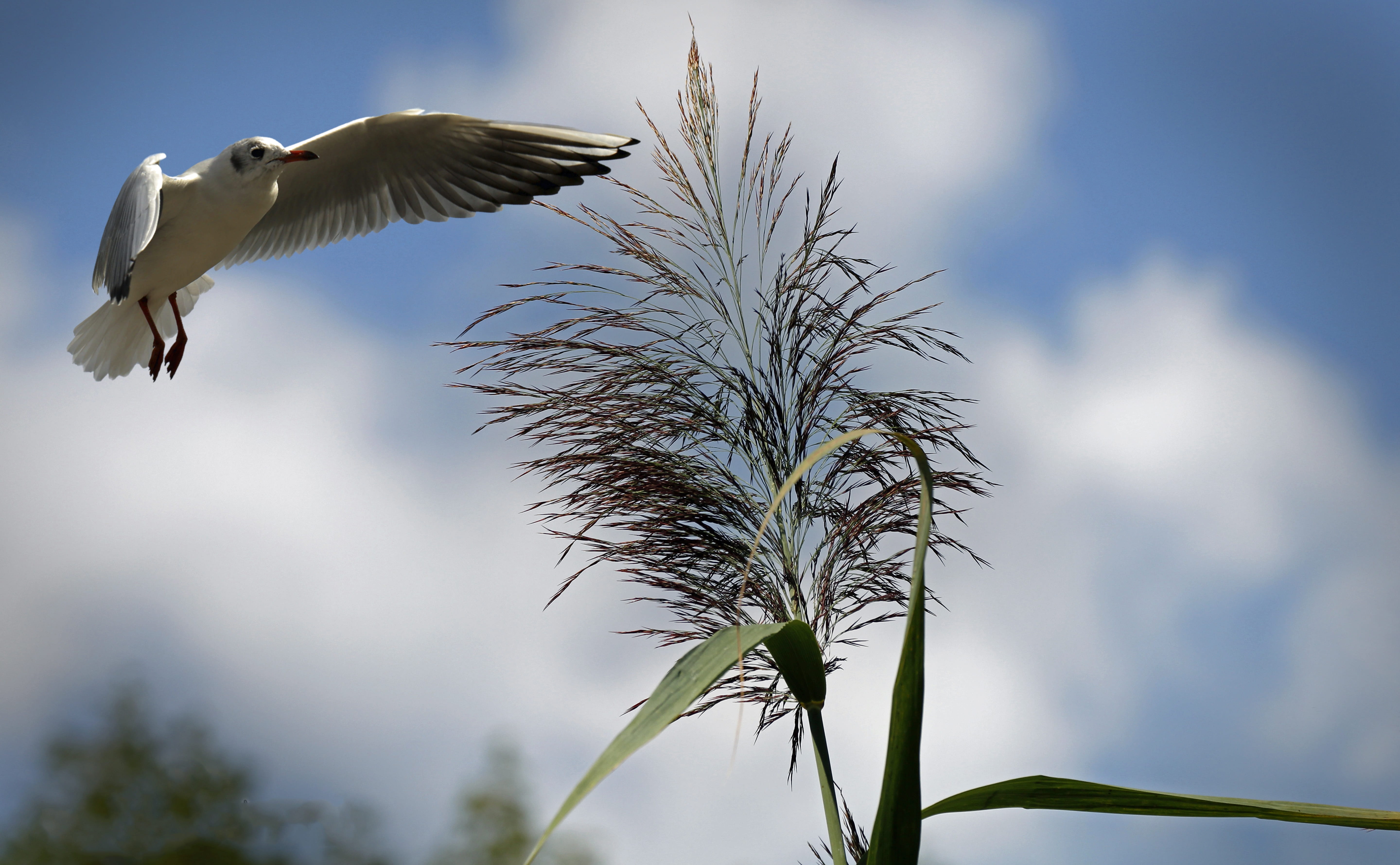 lapse, waterfowl, tree, black headed gull, plant, sky, motion, spread wings, seevogel, photography, water, animal body part, low angle view, no people, HD Wallpaper