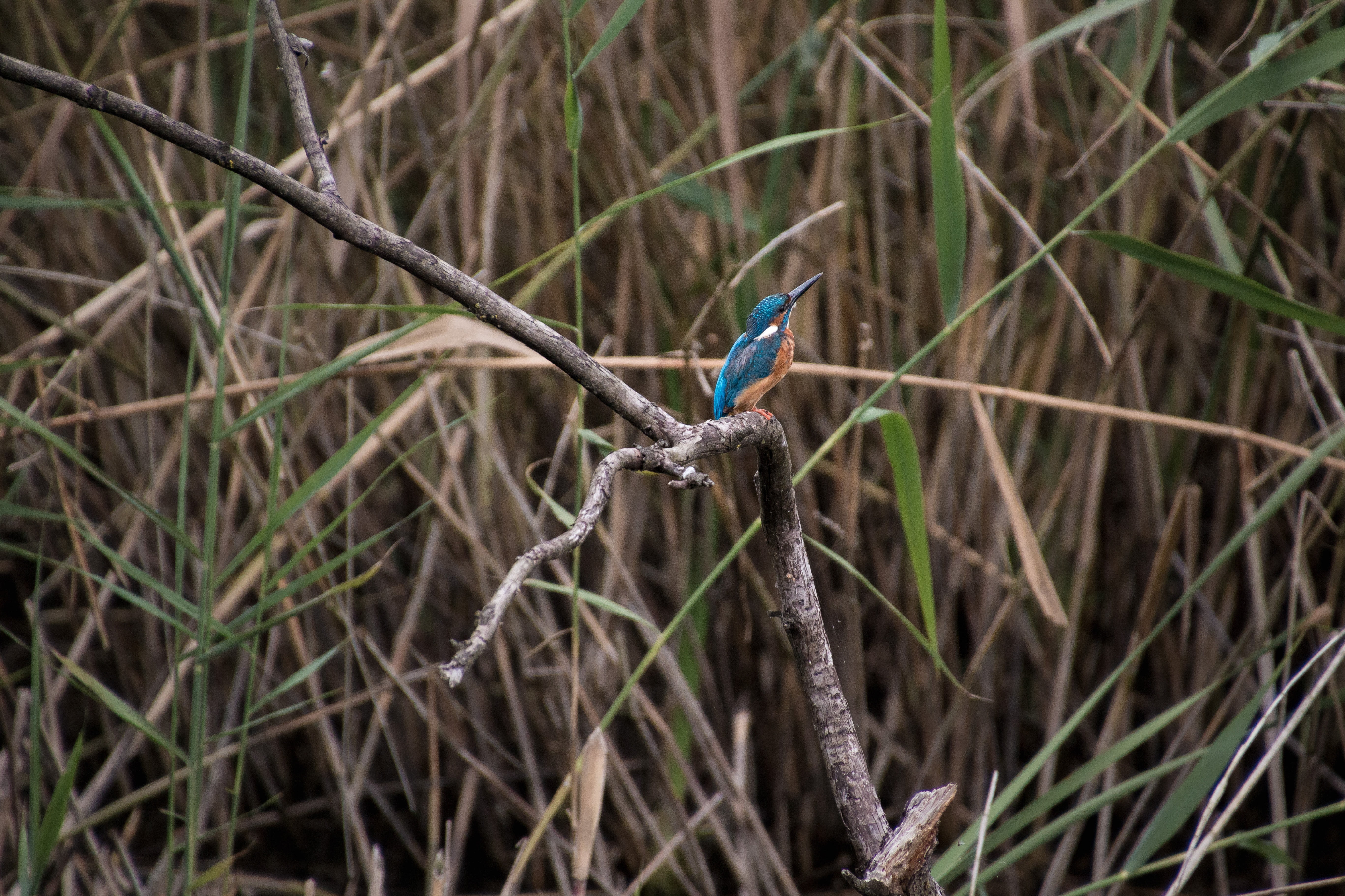 water, close-up, bill, outdoors, flora, animal wildlife, one animal, elegant, animal world, reed, close, plumage, water bird, animals in the wild, branch, HD Wallpaper