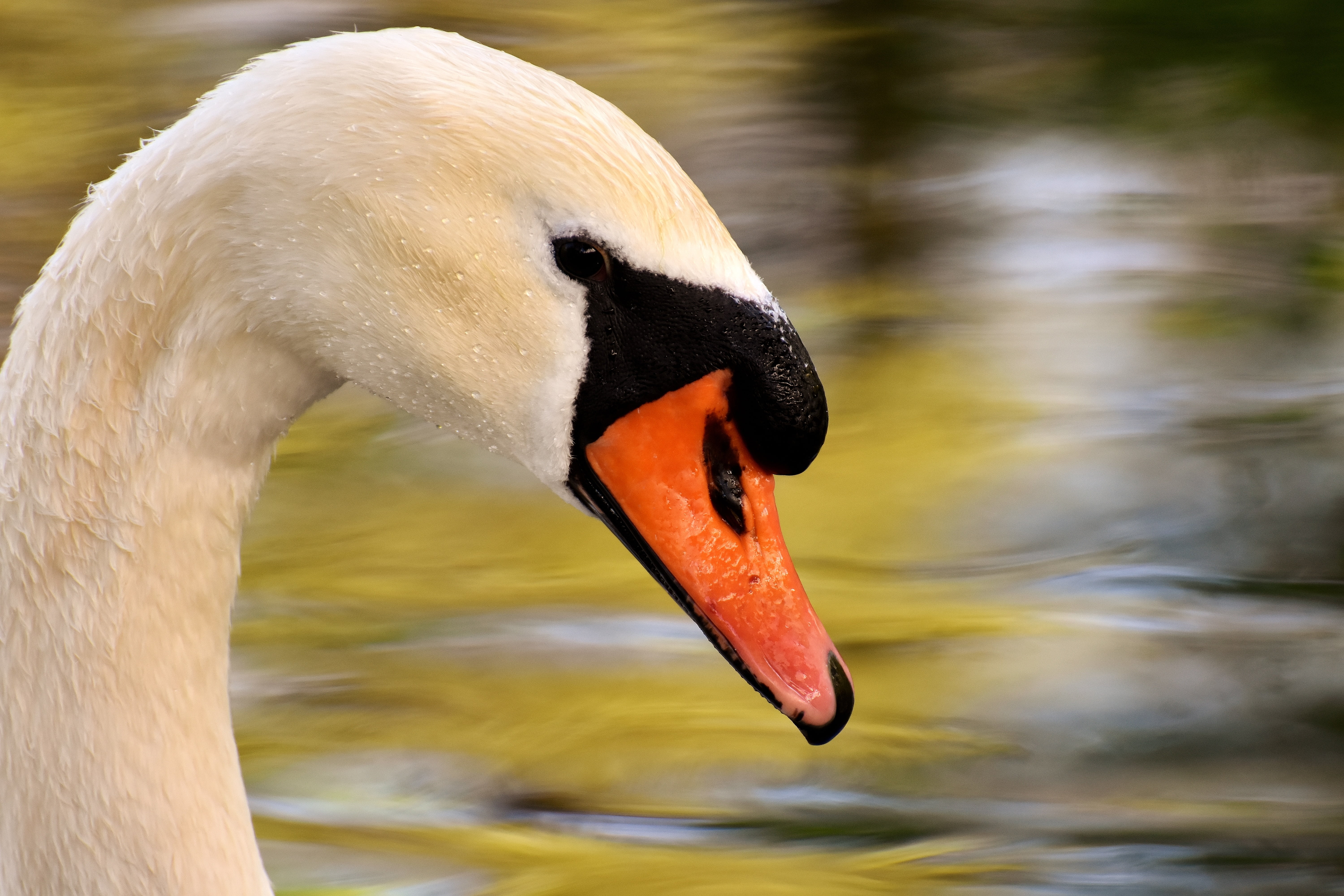 water, nature, bird, focus, 5K, wildlife photography, elegant, swim, cute, creature, water bird, schwimmvogel, outdoors, swan, goose, photography, animal neck, HD Wallpaper