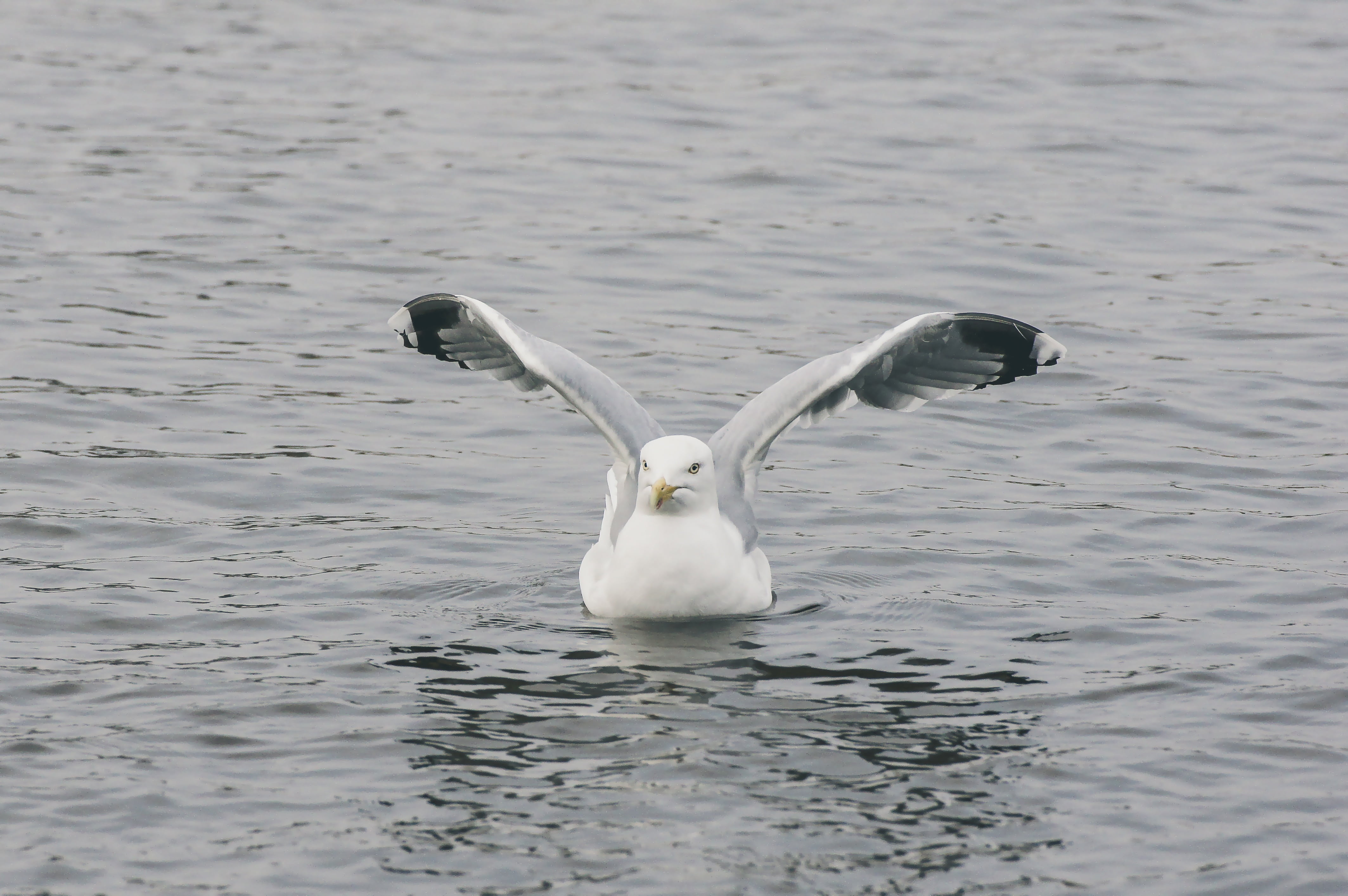 swim, beak, lake, beauty in nature, clouds, spread wings, nature, eat, feather, bill, seagull, one animal, close, sea Bird, animals in the wild, fish, sky, HD Wallpaper