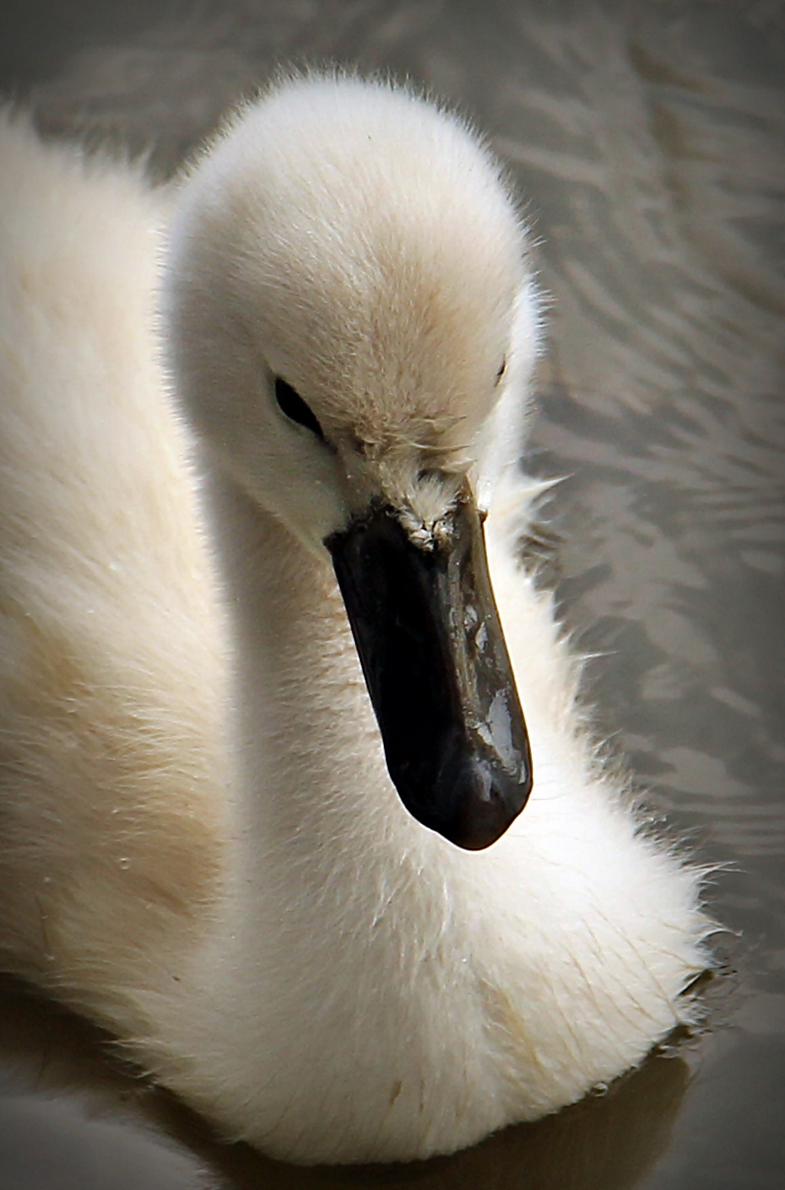 close-up, young bird, schwimmvogel, pond, young swan, 2K, white color, animal themes, body, lake, one animal, swan, creature, cygnet, water bird, plumage, Phone HD Wallpaper