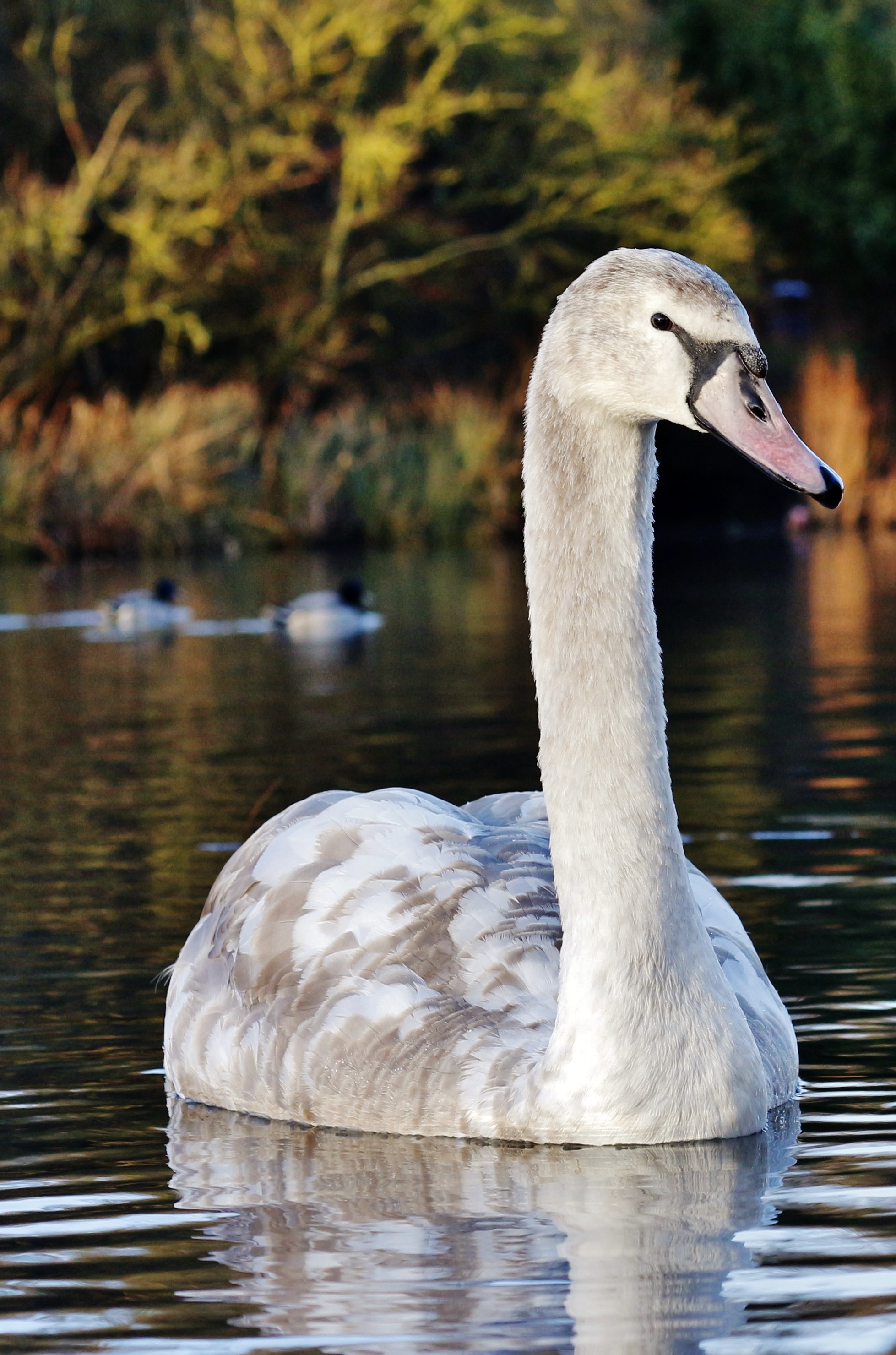 majestic, cute, neck, elegance, newborn, calm, lake, little, love, graceful, swimming, family, brown, peace, mirror, park, day, romance, purity, tranquil, Phone HD Wallpaper